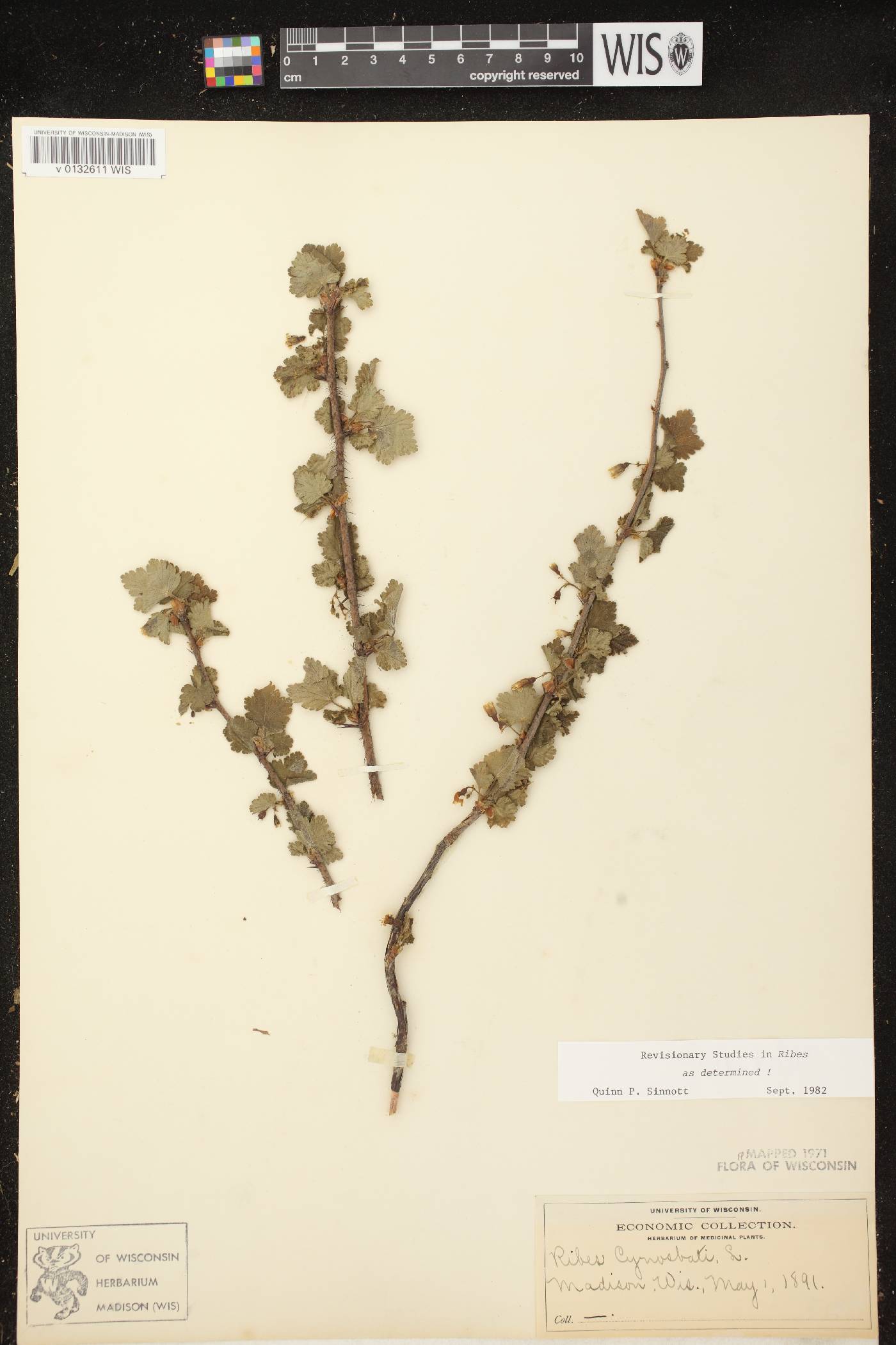 Ribes cynosbati image