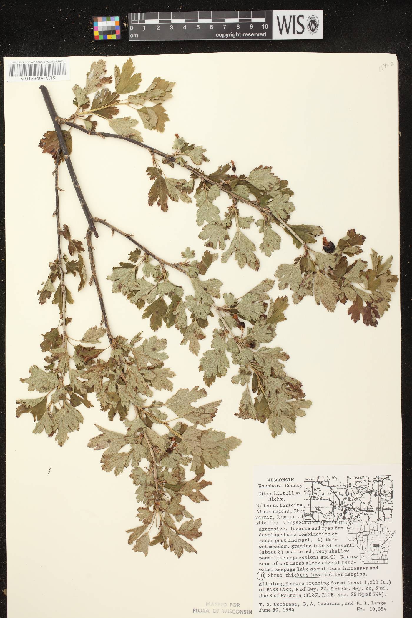 Ribes hirtellum image