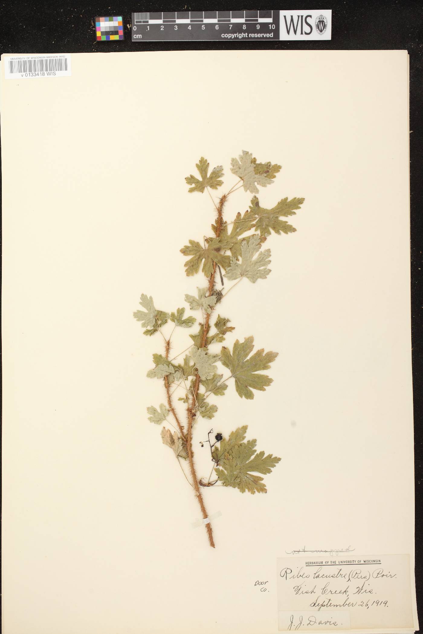 Ribes lacustre image