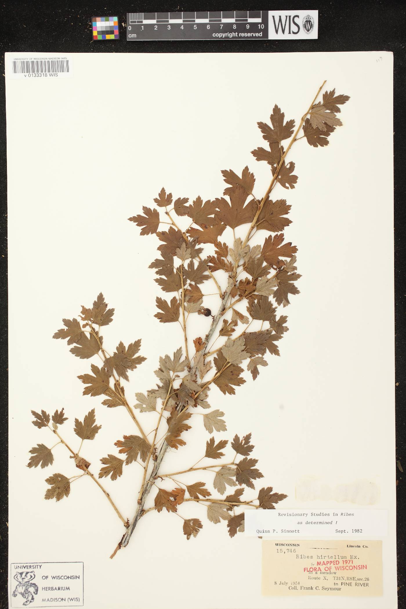 Ribes hirtellum image