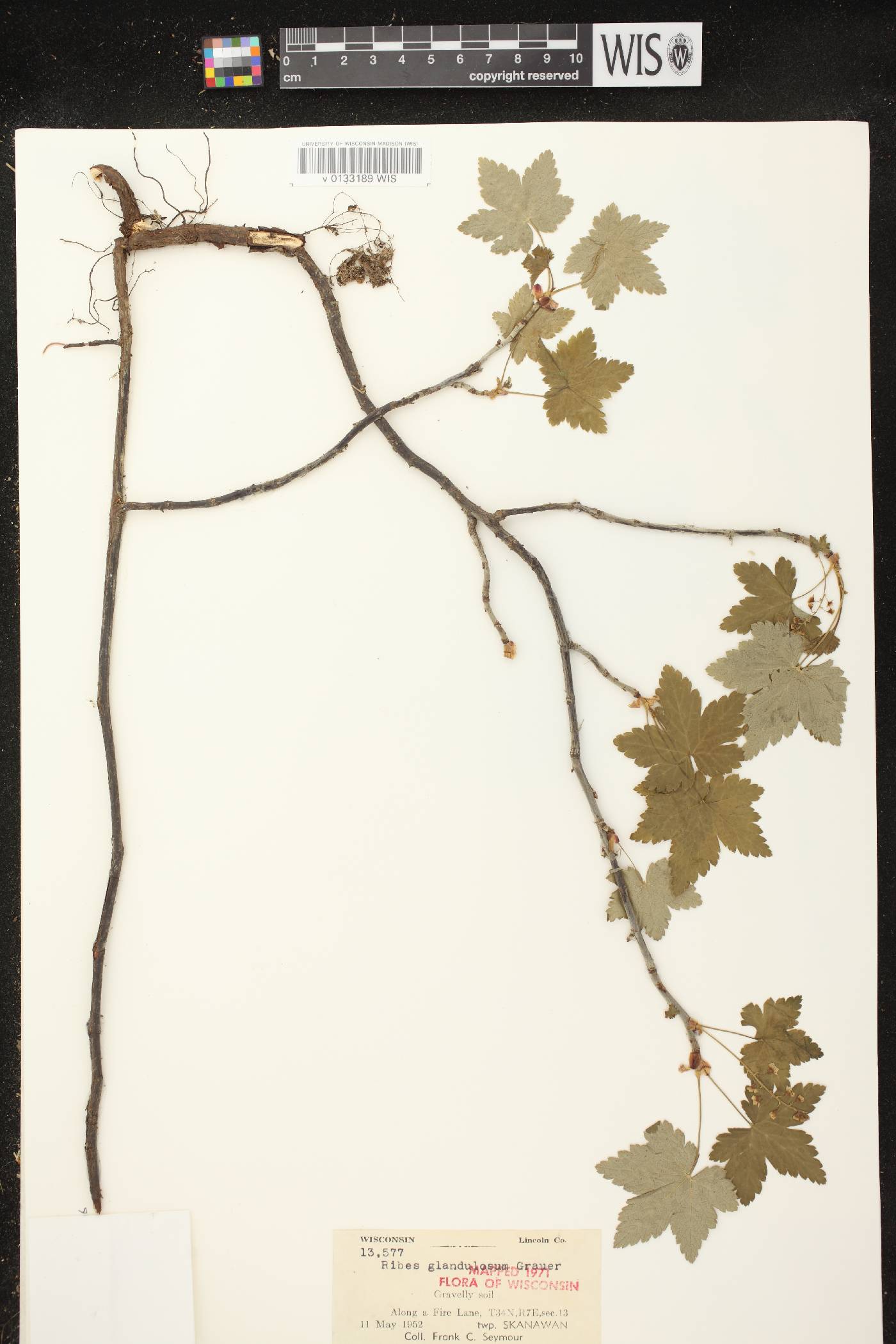 Ribes glandulosum image