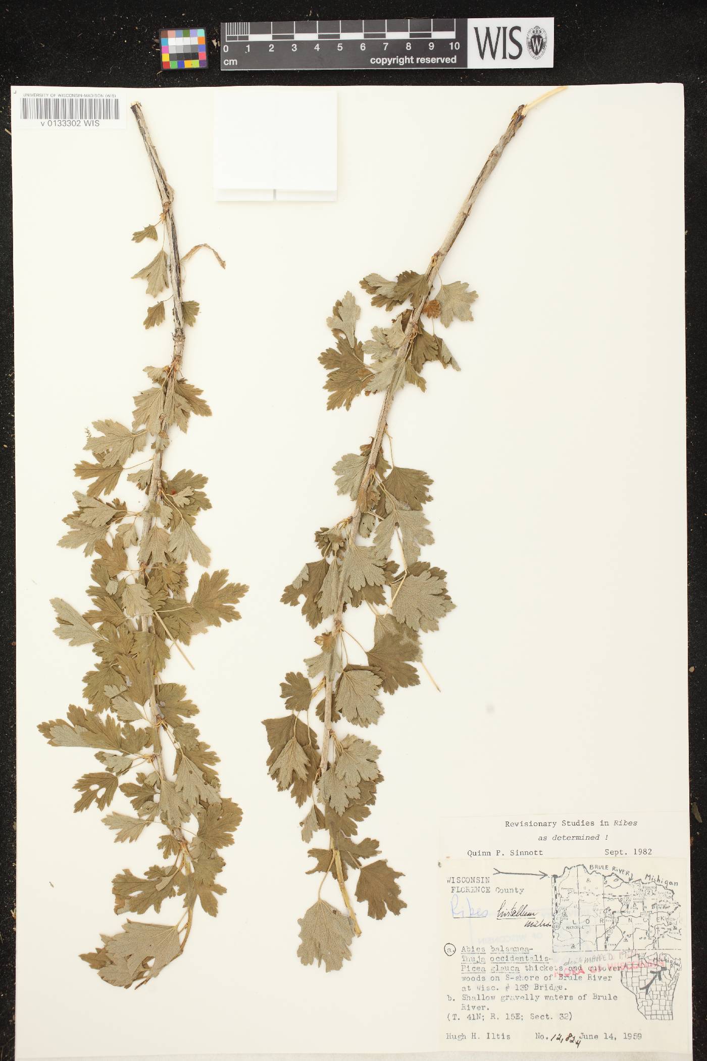 Ribes hirtellum image