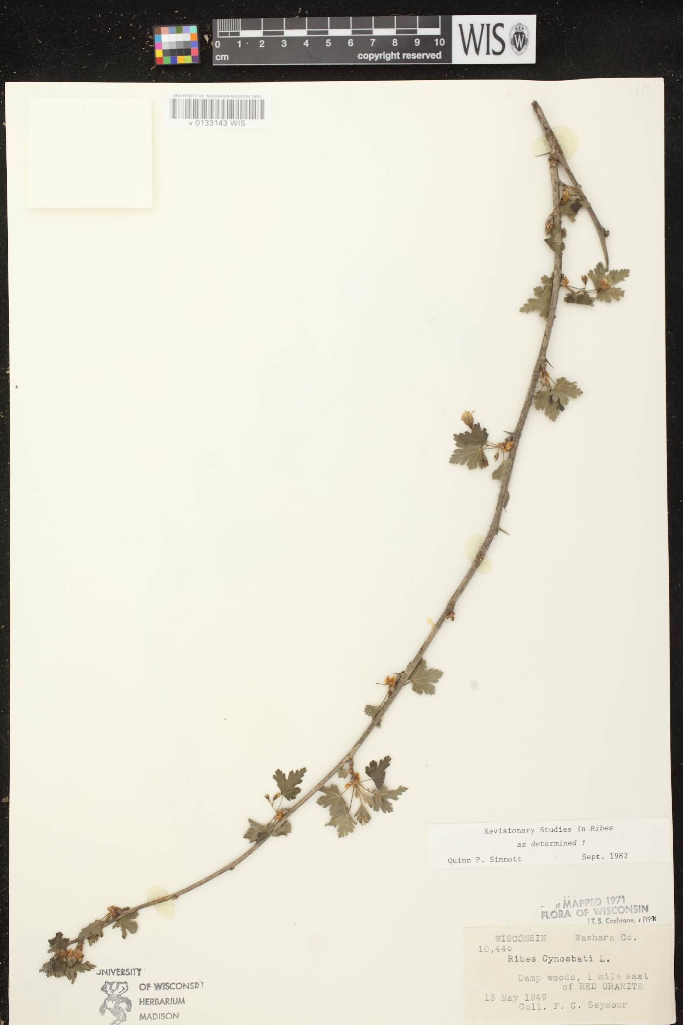 Ribes cynosbati image
