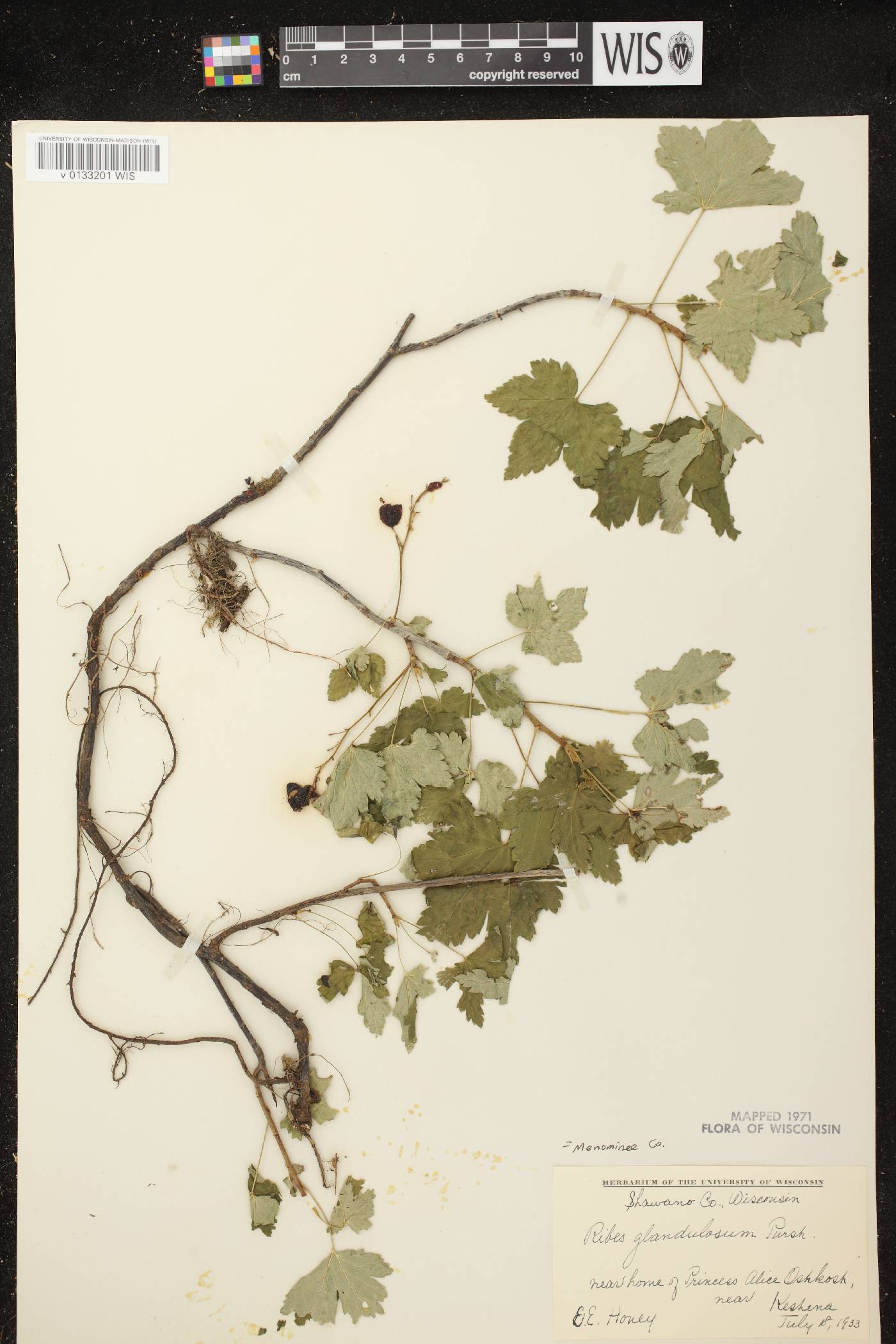 Ribes glandulosum image