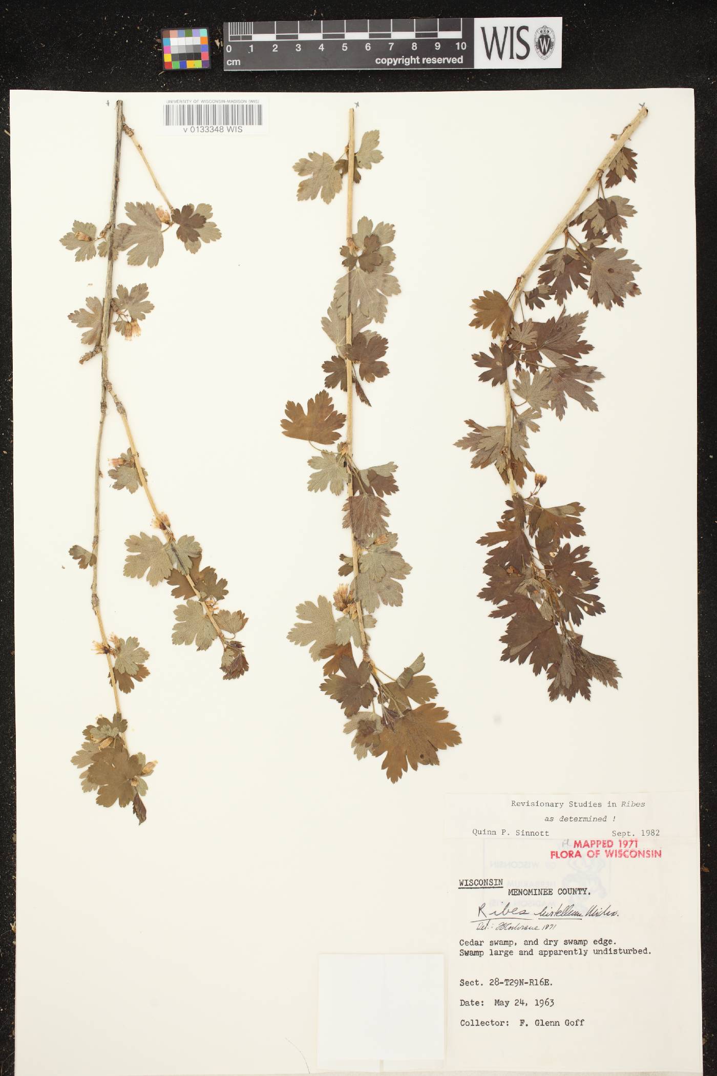 Ribes hirtellum image