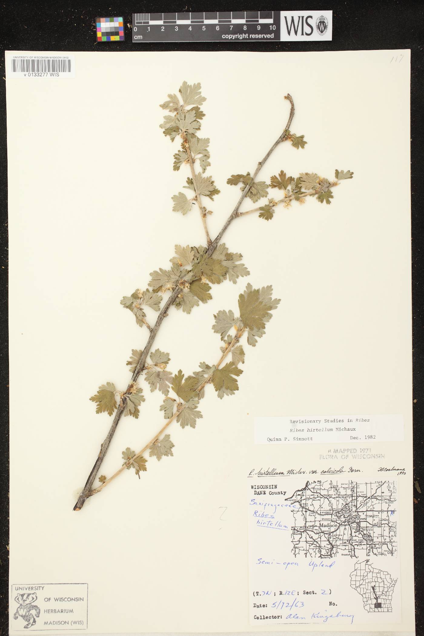 Ribes hirtellum image