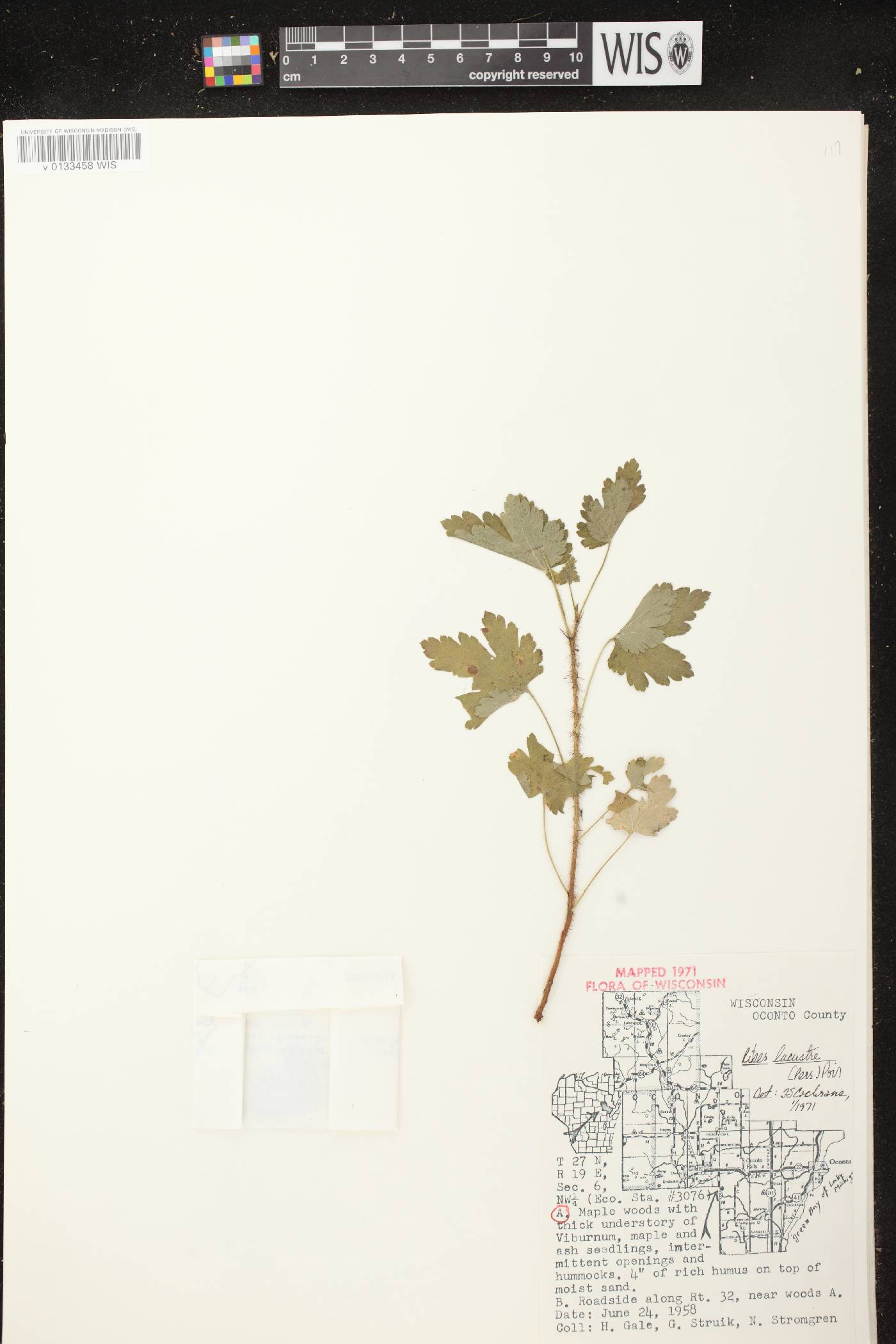 Ribes lacustre image