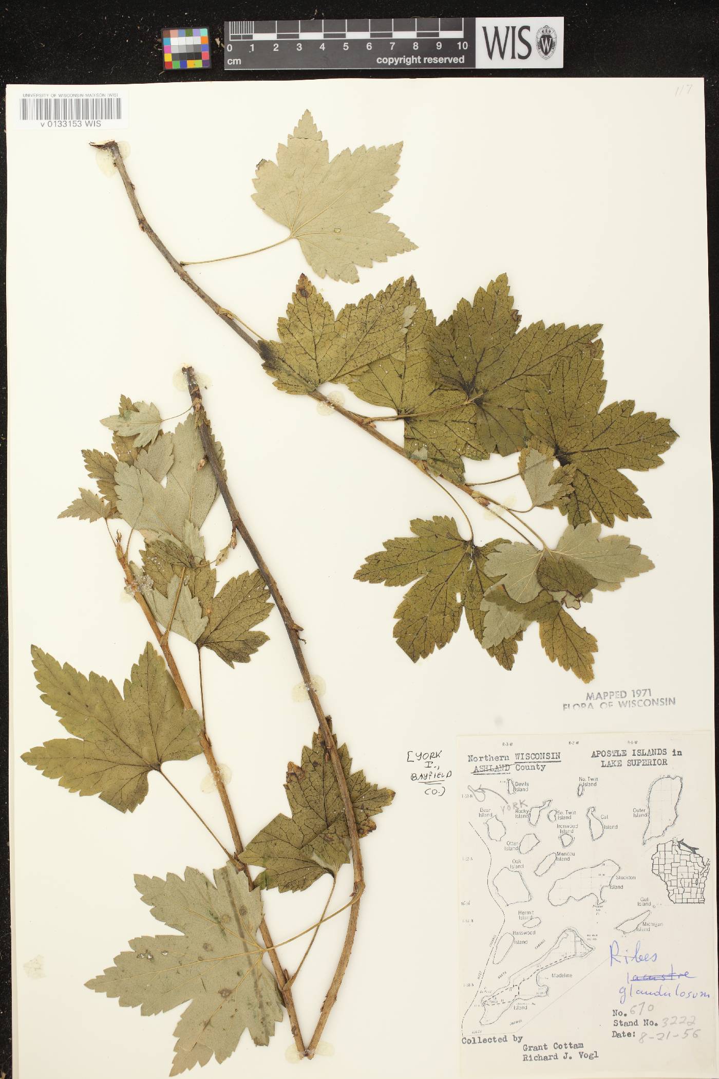 Ribes glandulosum image