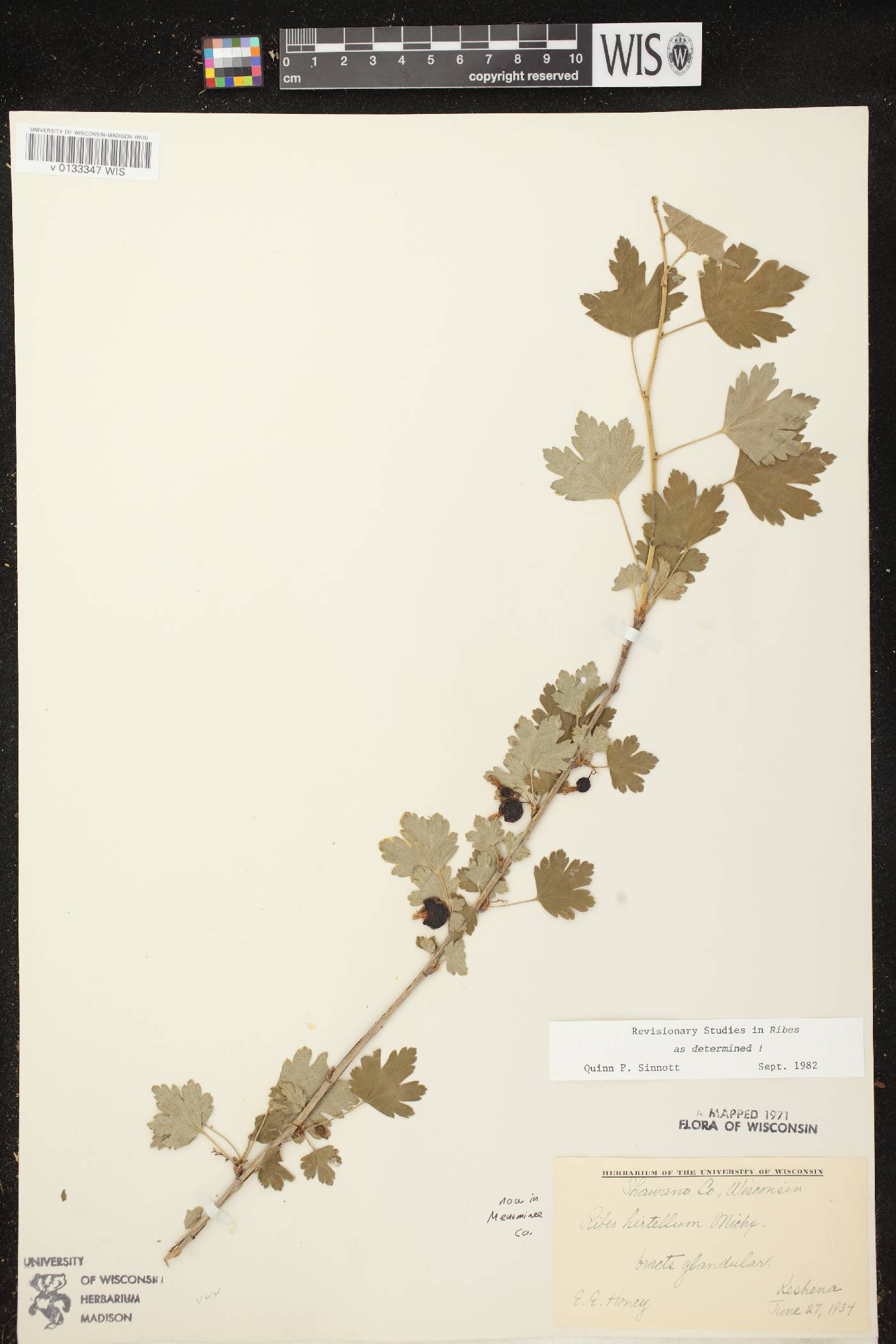 Ribes hirtellum image