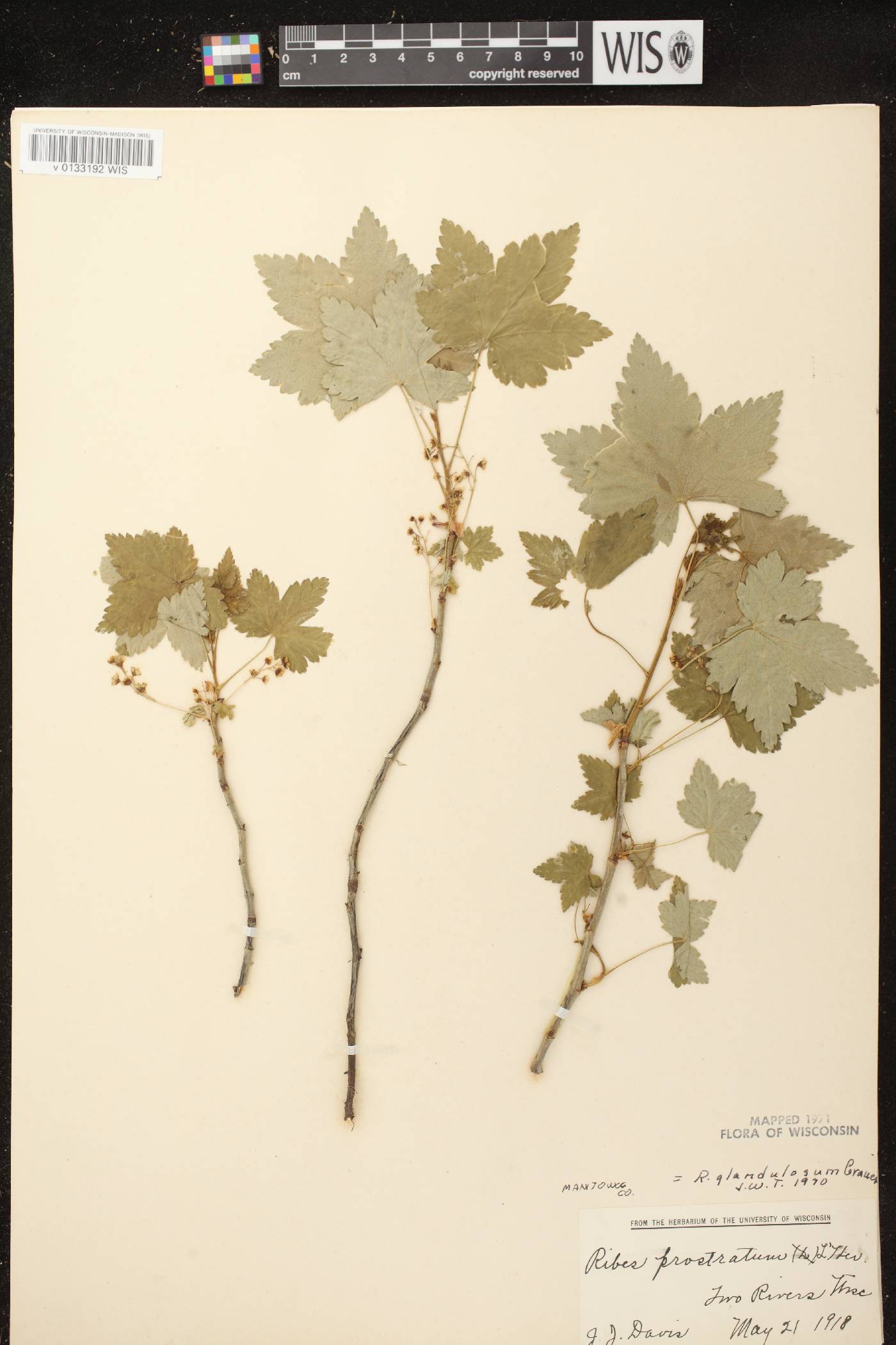 Ribes glandulosum image