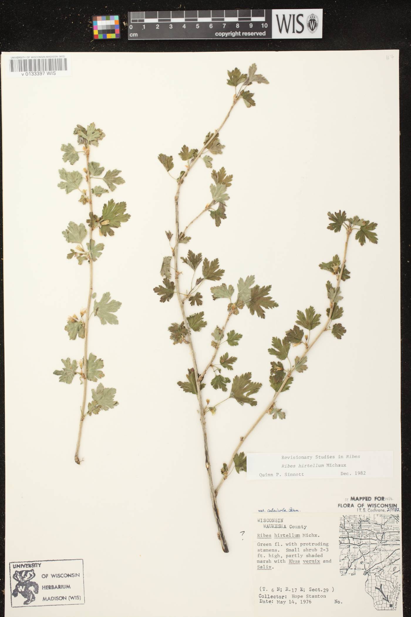 Ribes hirtellum image