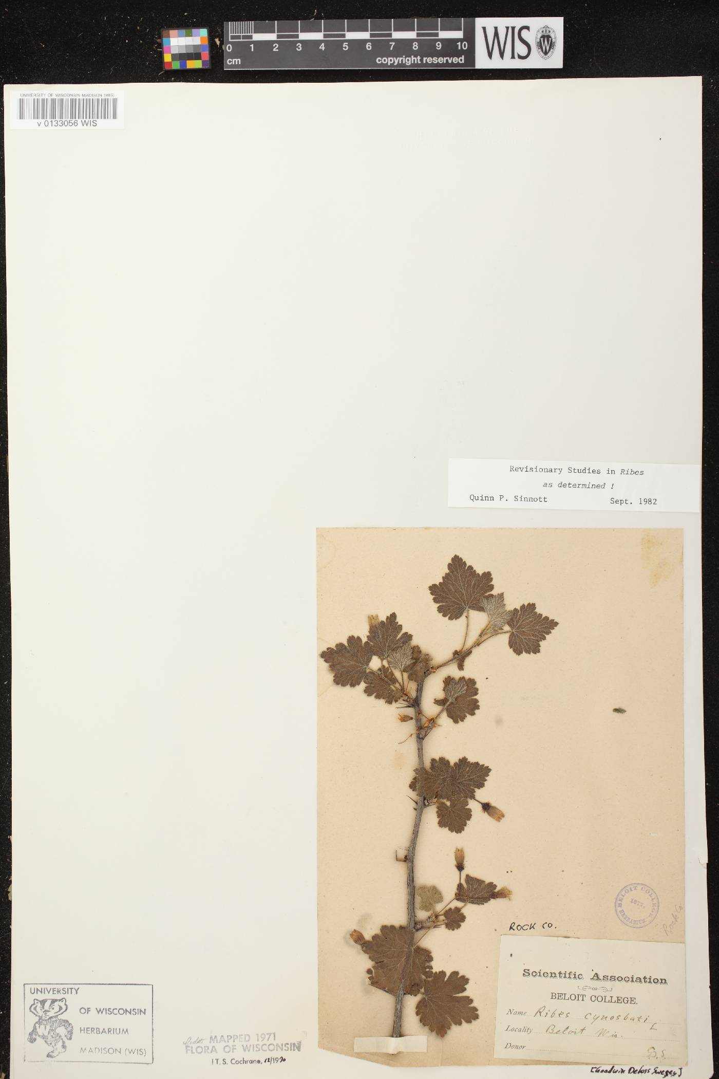 Ribes cynosbati image