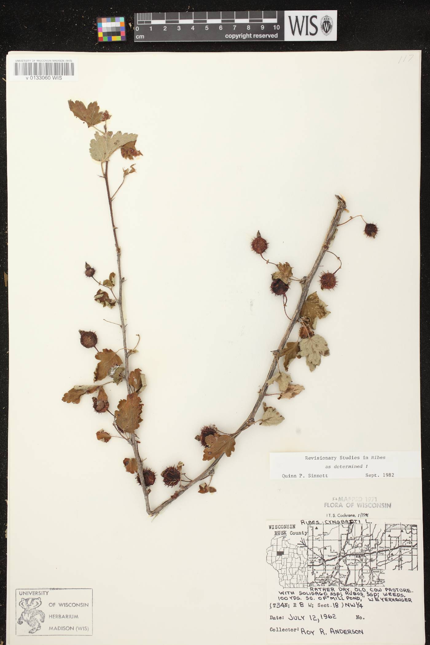 Ribes cynosbati image