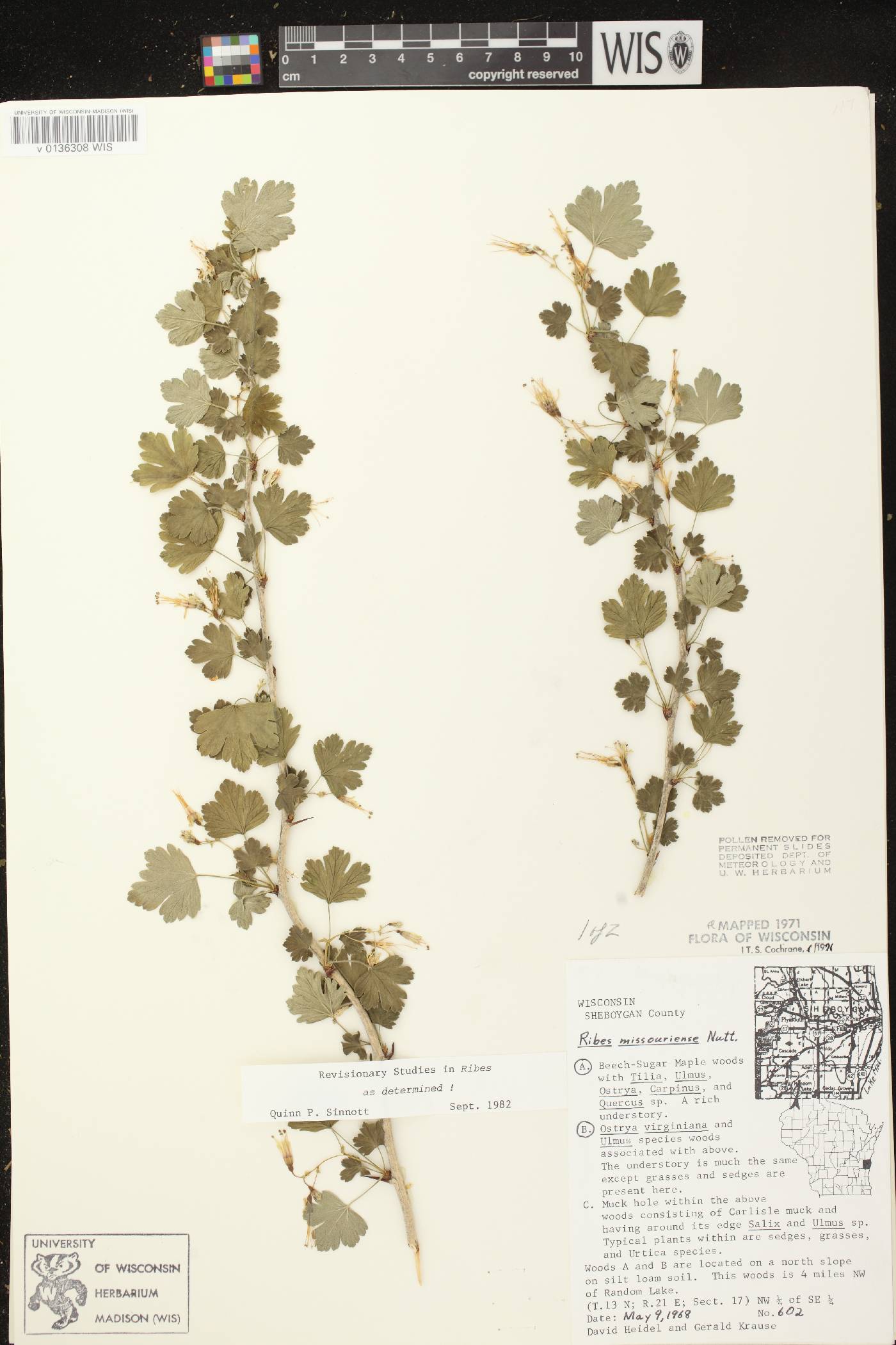 Ribes missouriense image