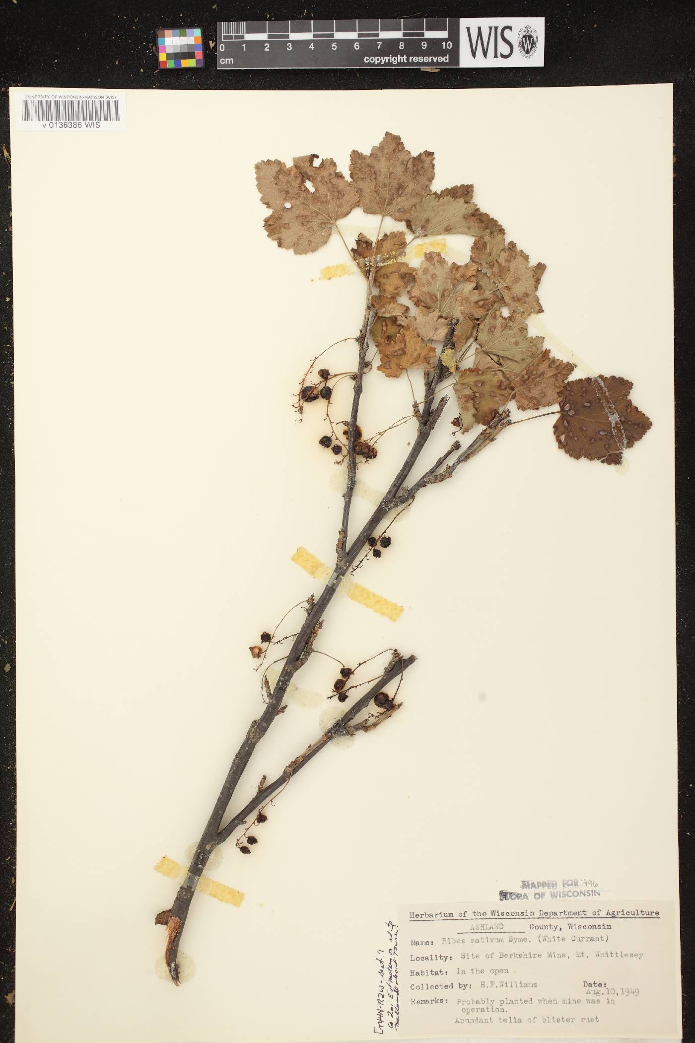 Ribes rubrum image