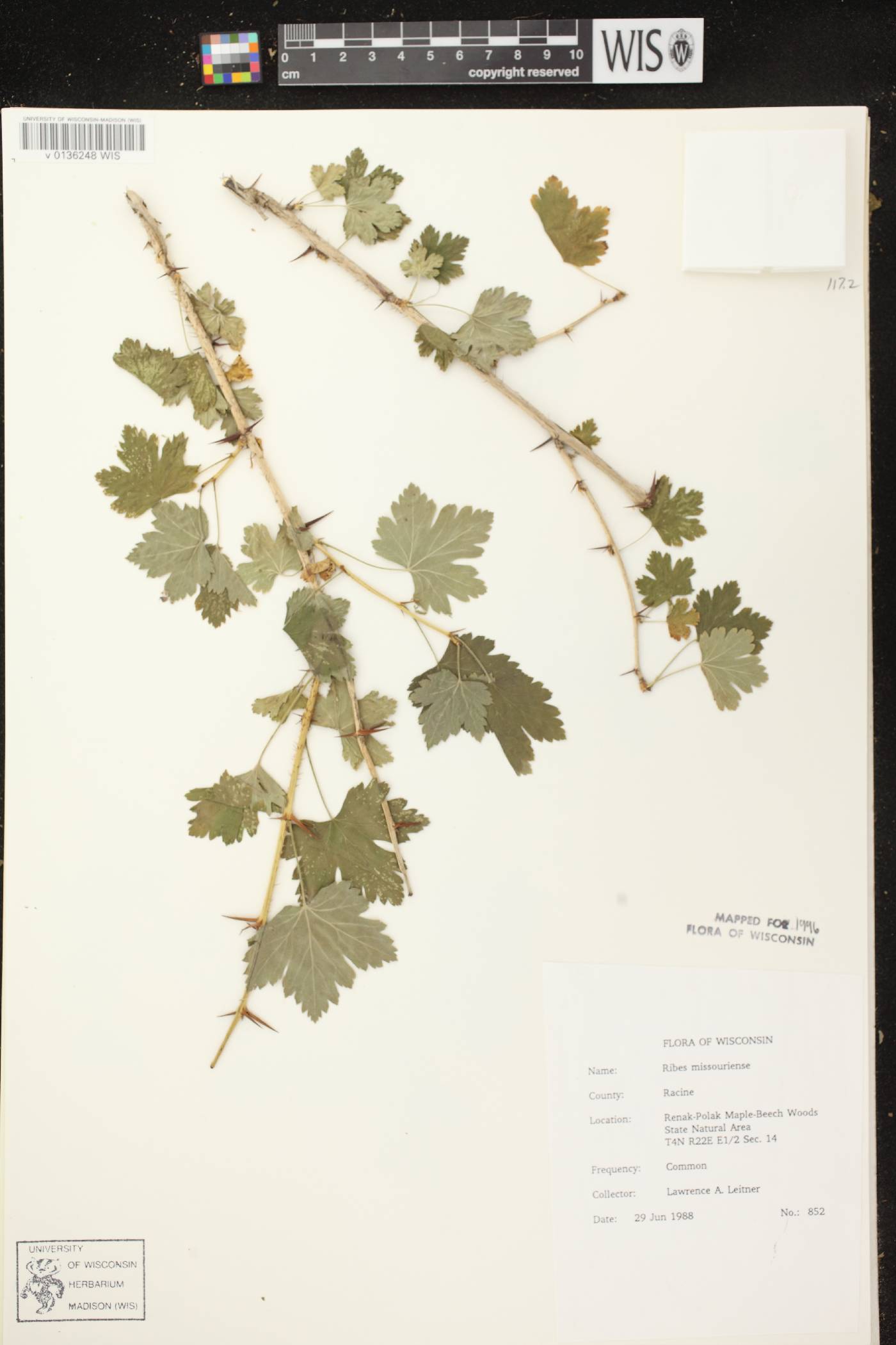 Ribes missouriense image