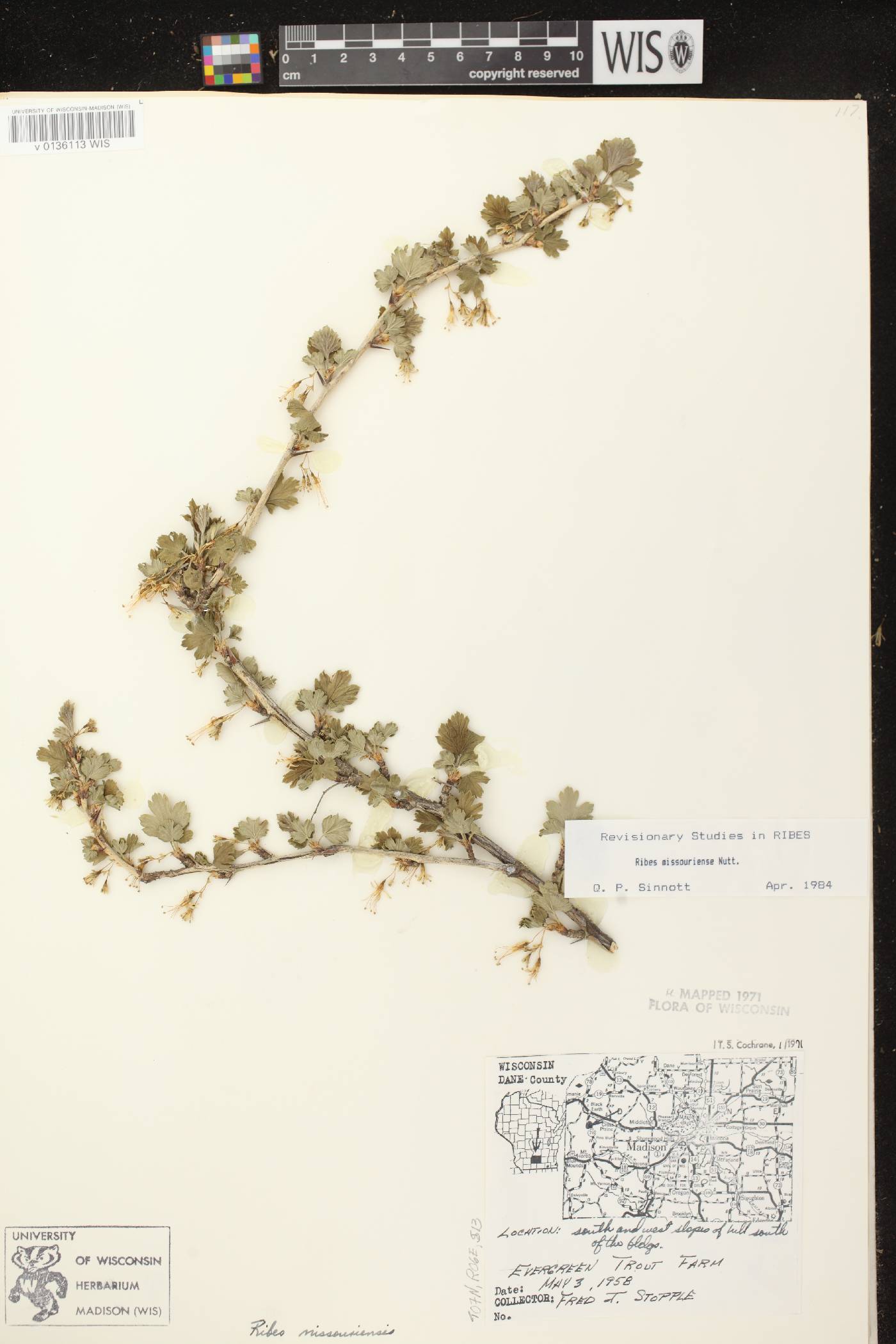 Ribes missouriense image