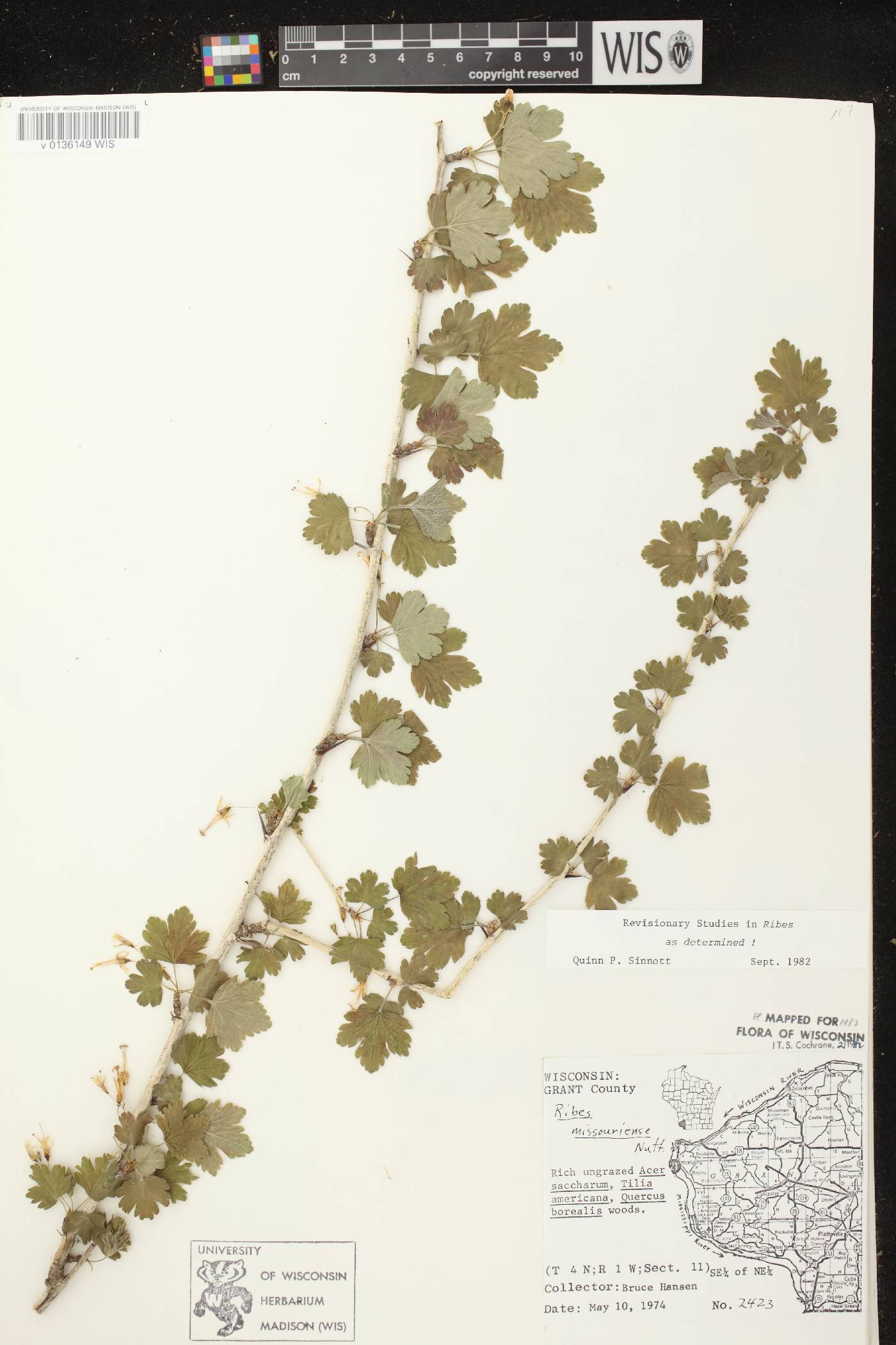 Ribes missouriense image
