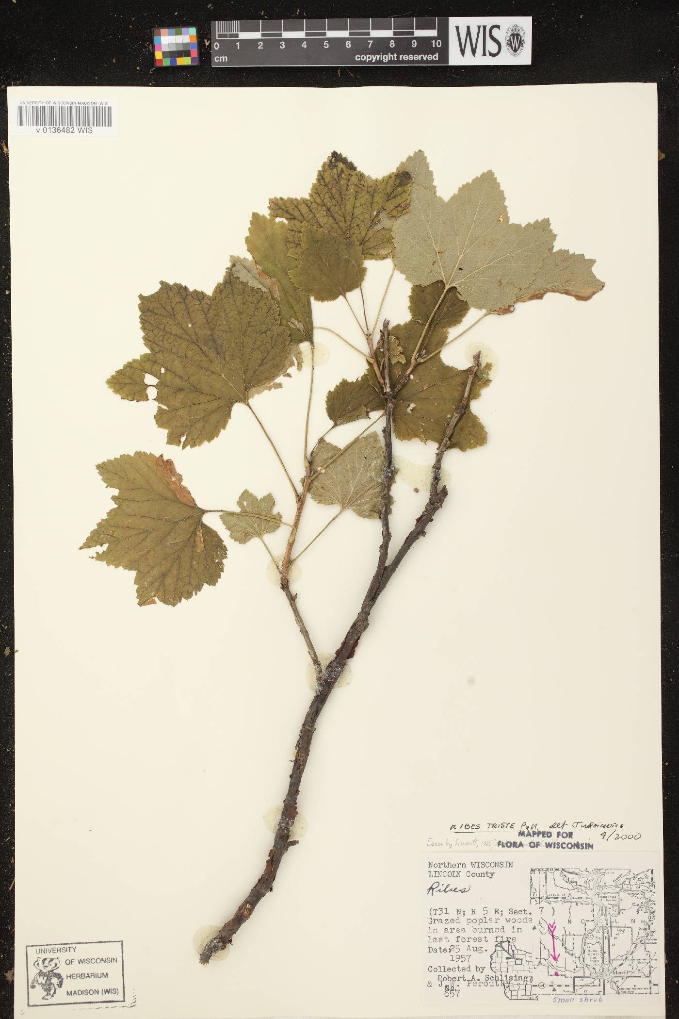 Ribes triste image