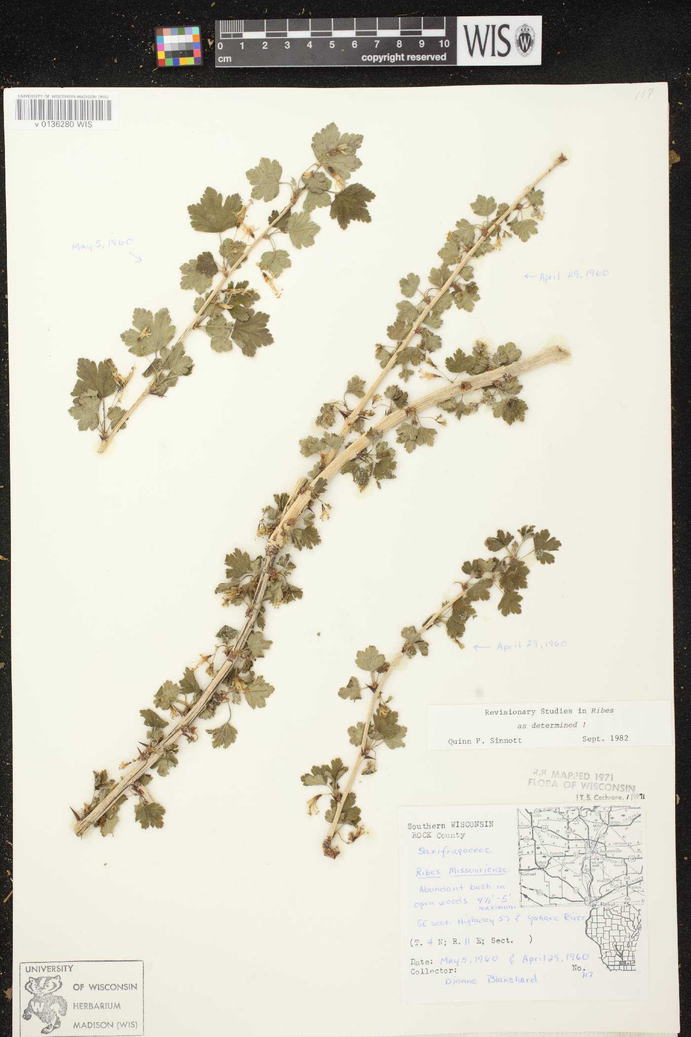 Ribes missouriense image