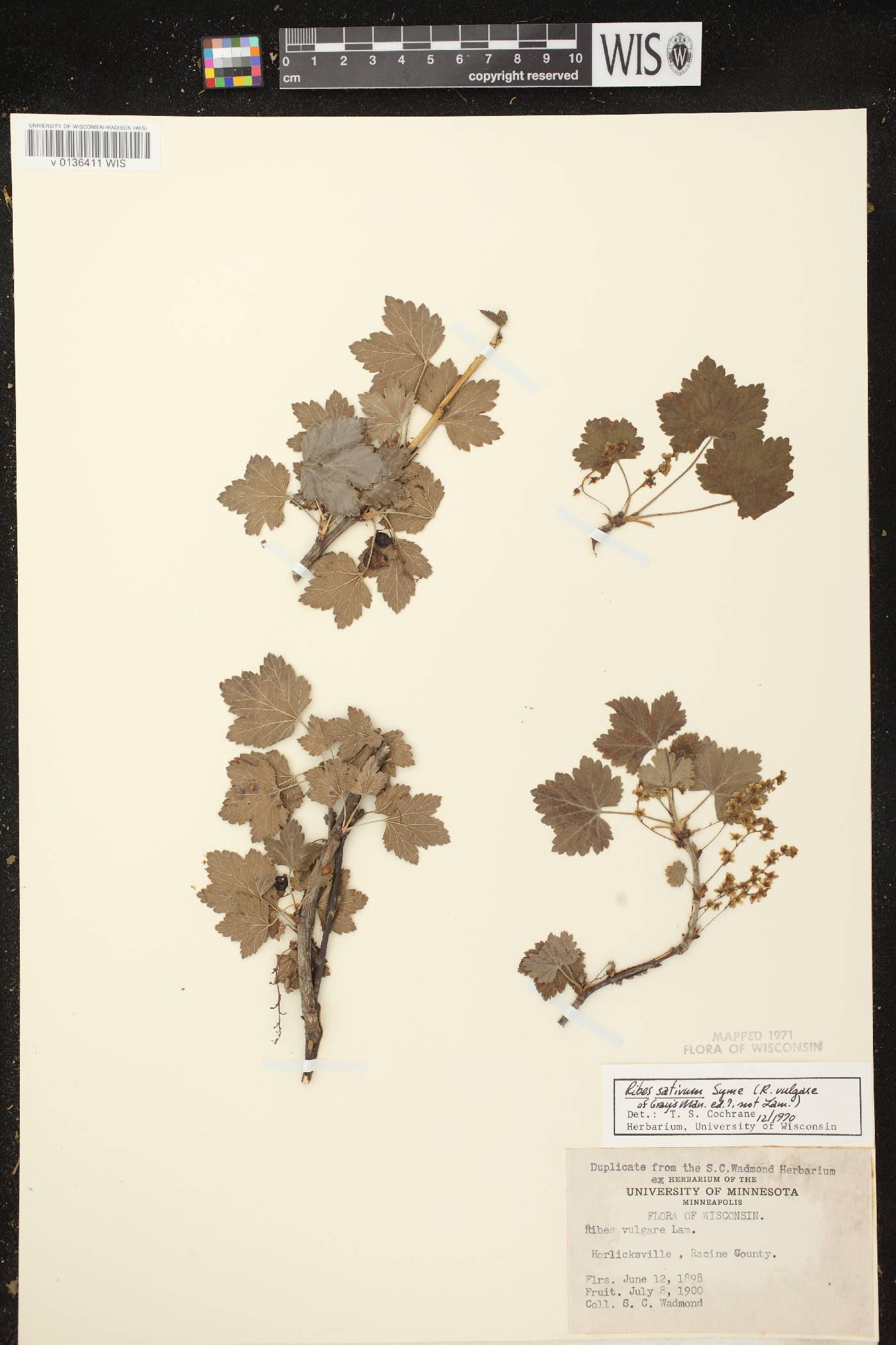 Ribes rubrum image
