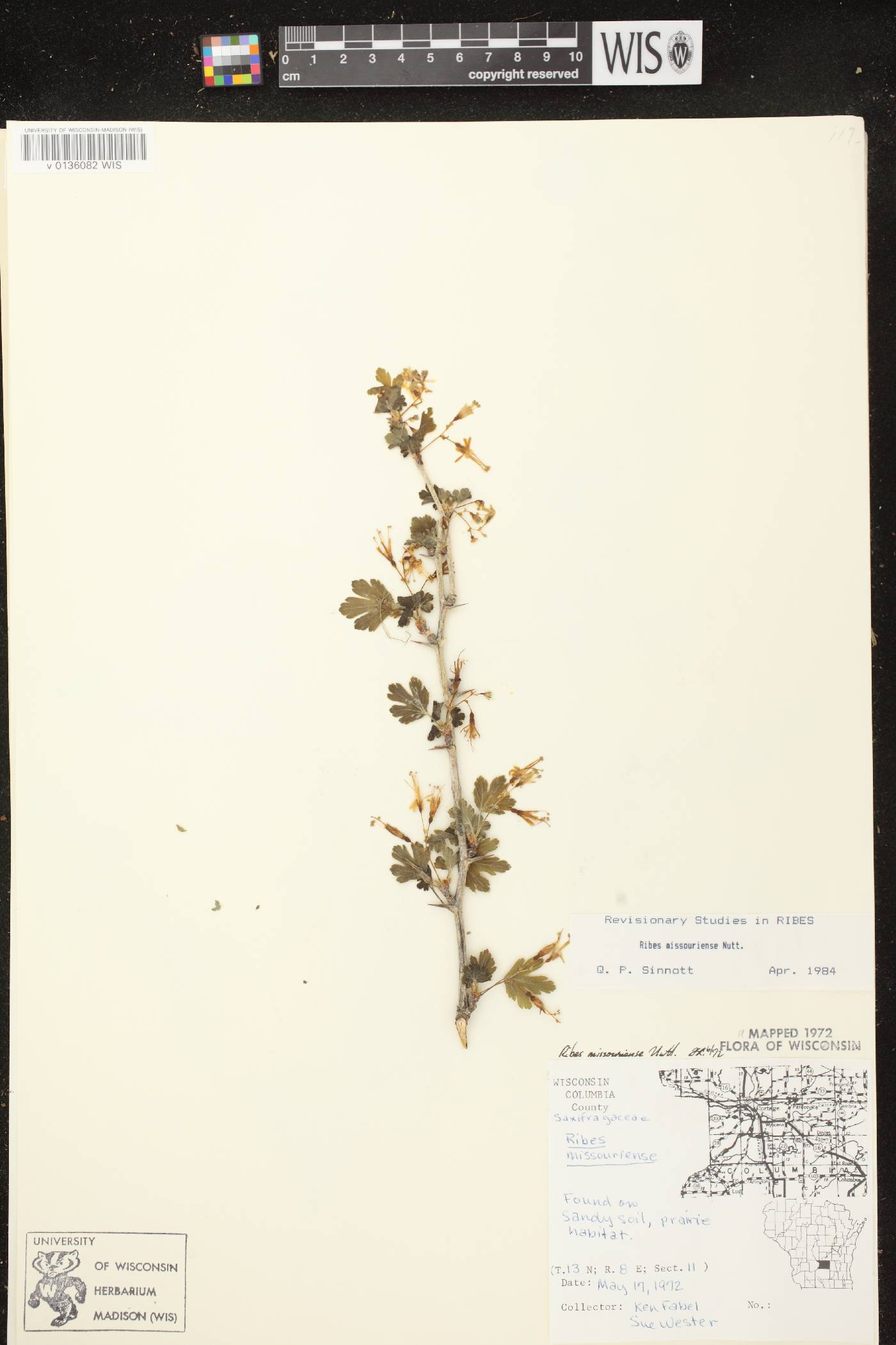 Ribes missouriense image
