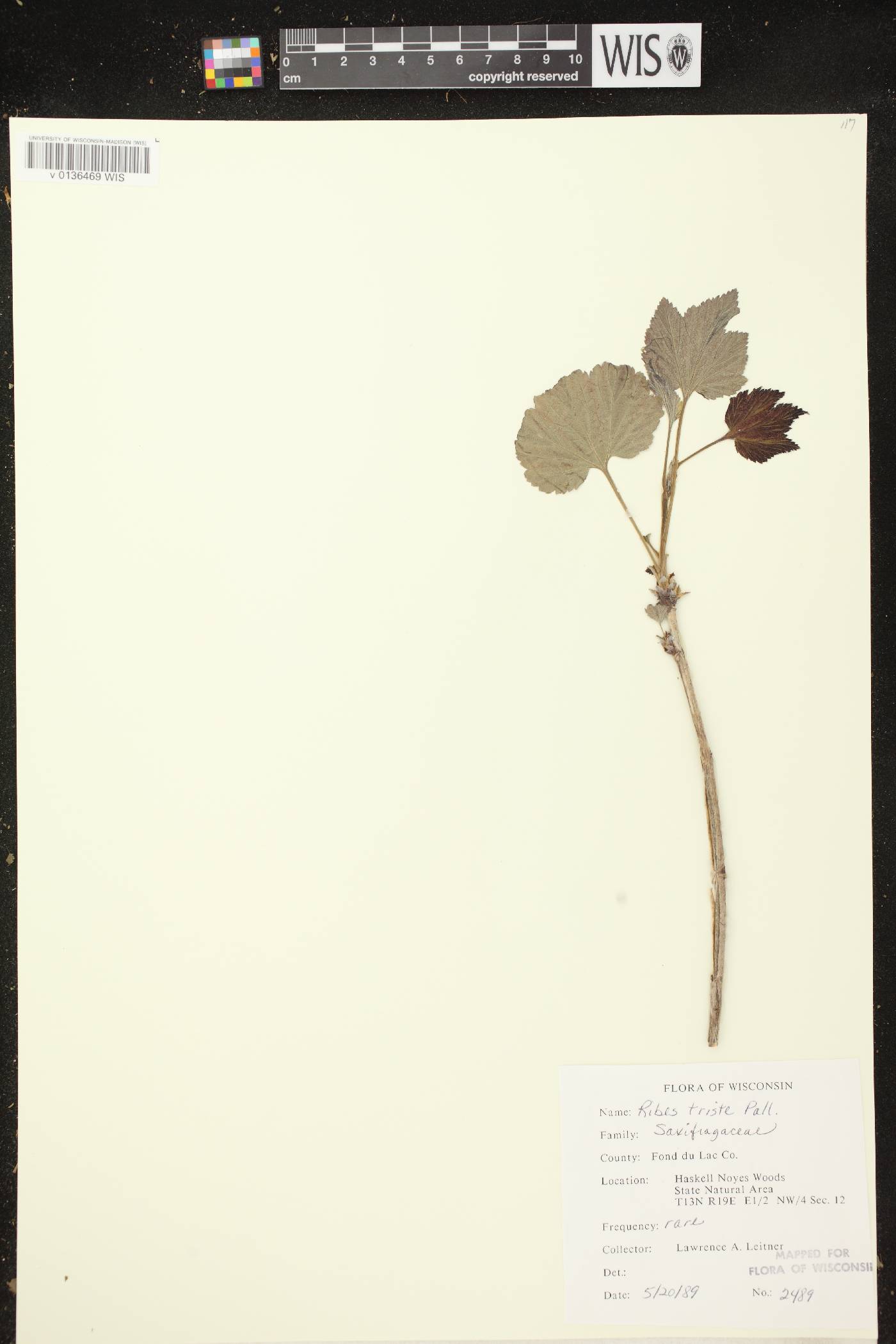 Ribes triste image
