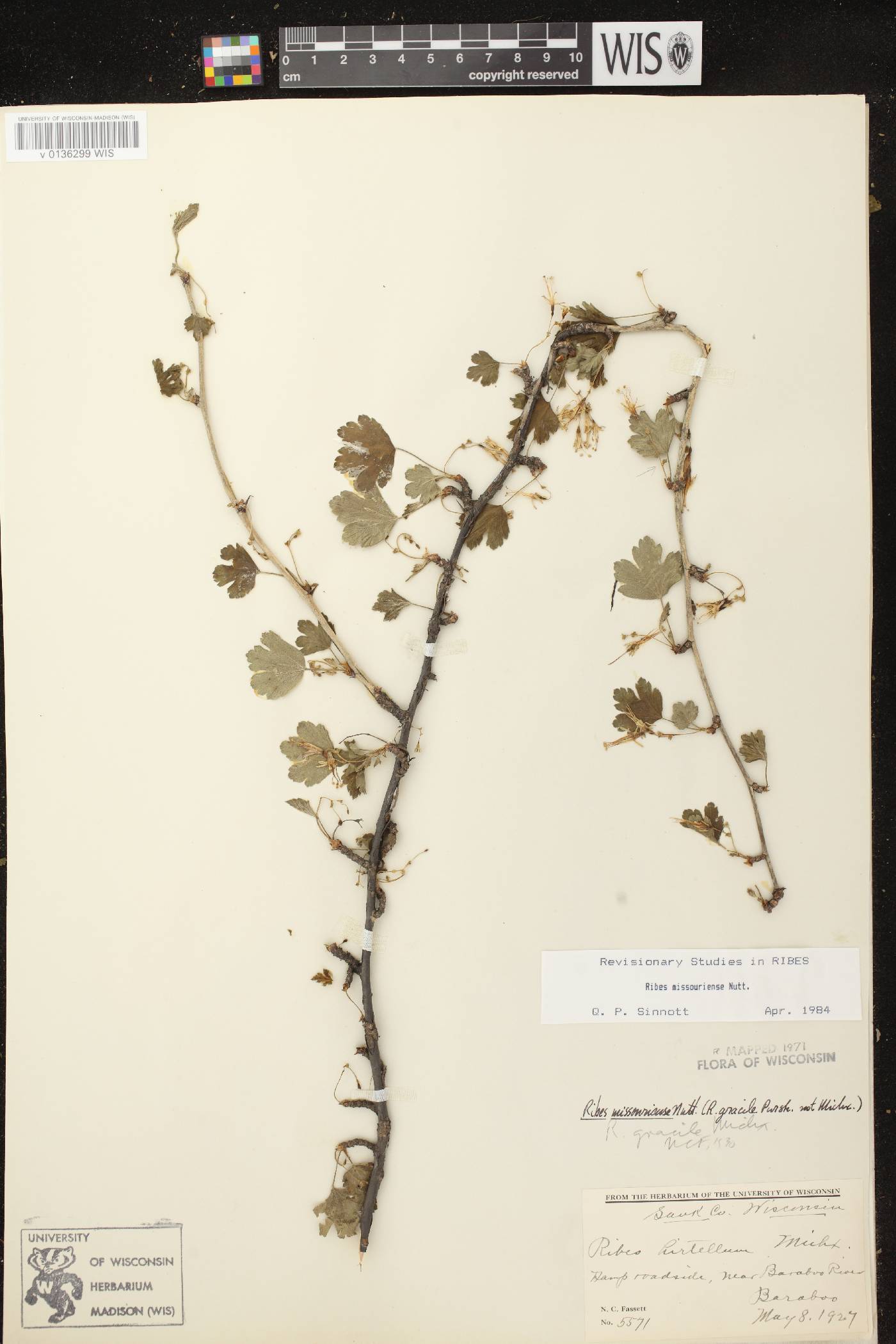 Ribes missouriense image