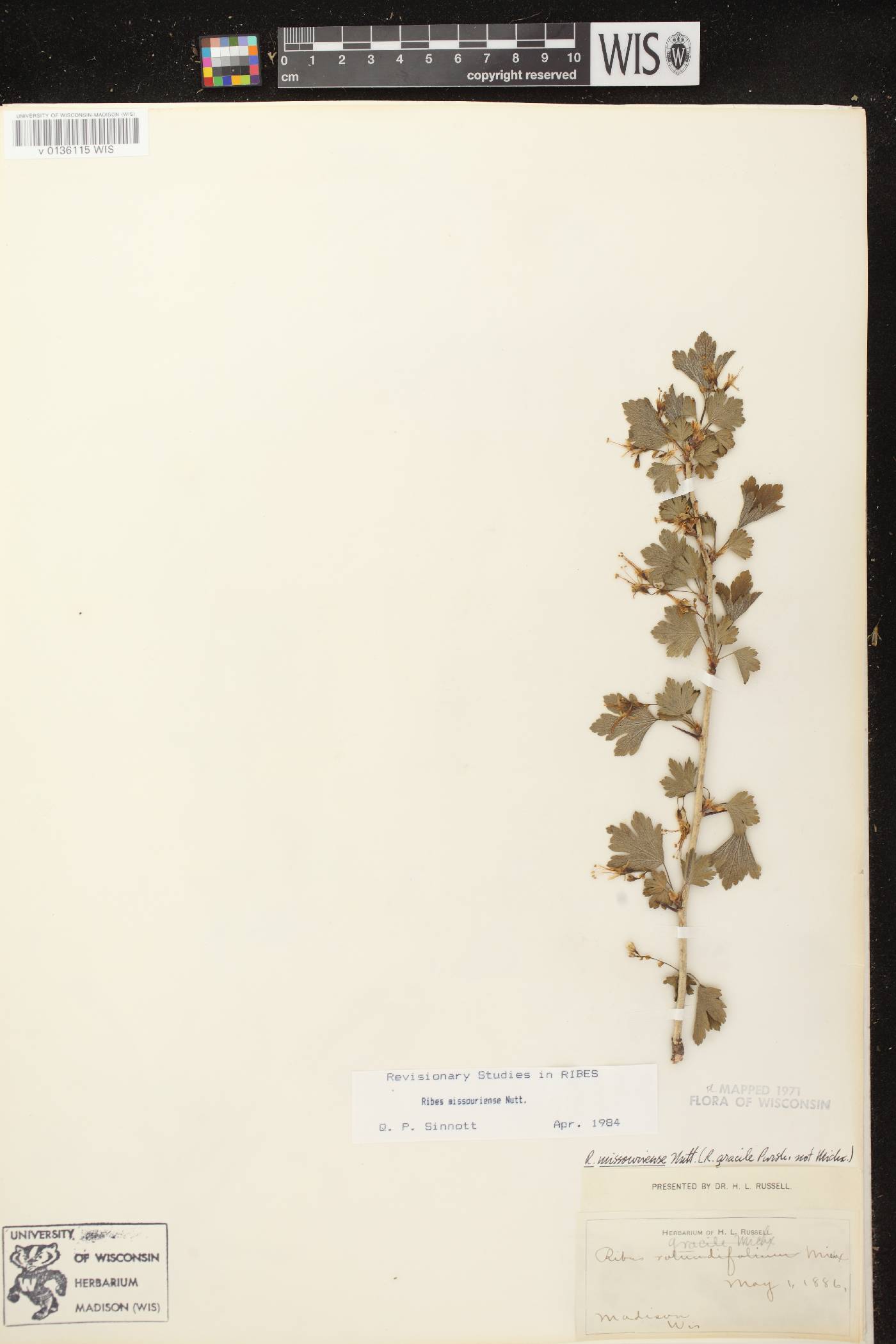 Ribes missouriense image