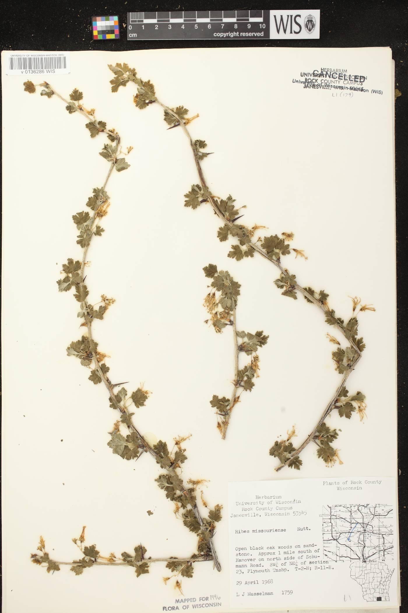 Ribes missouriense image