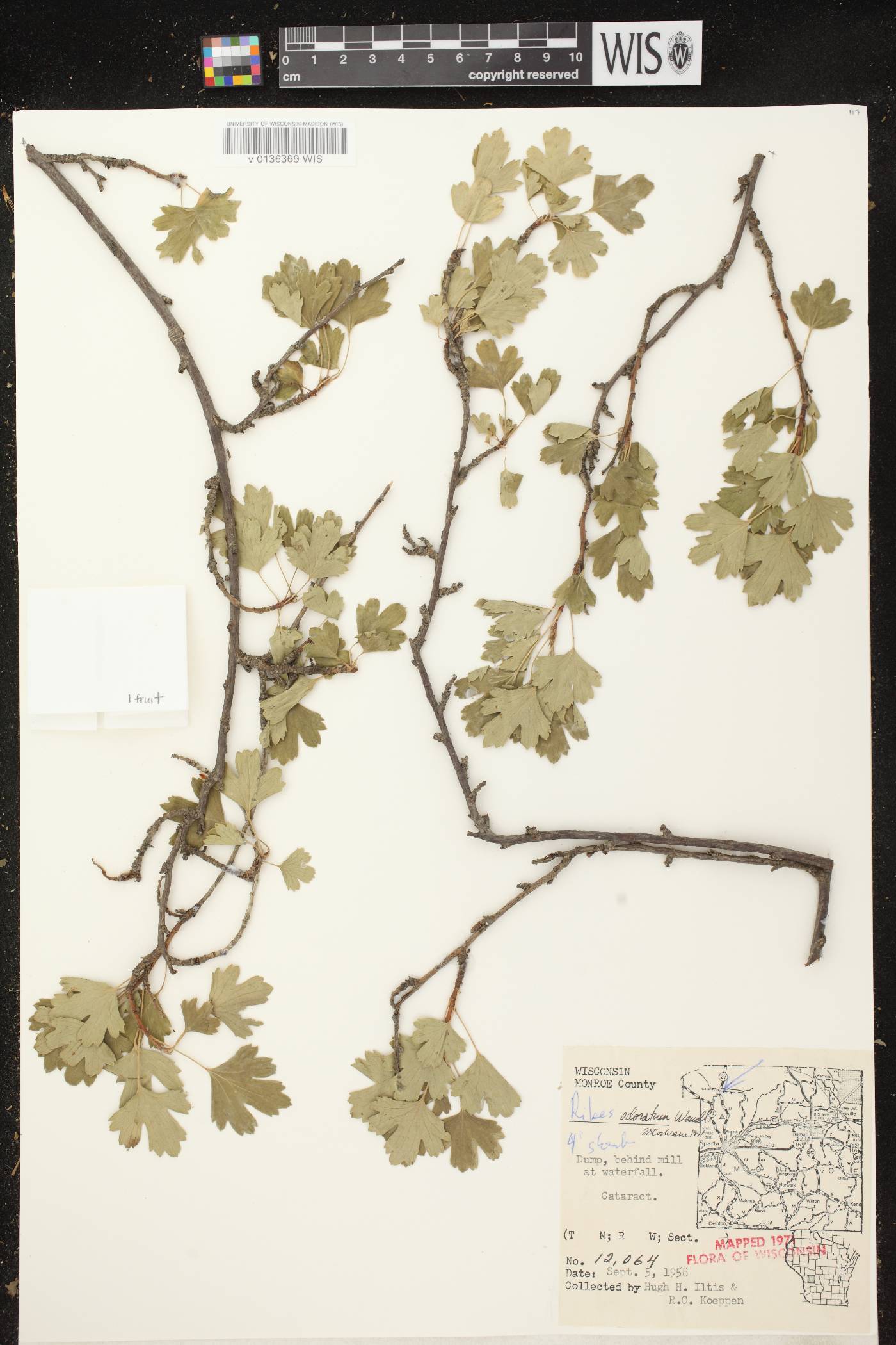 Ribes aureum var. villosum image
