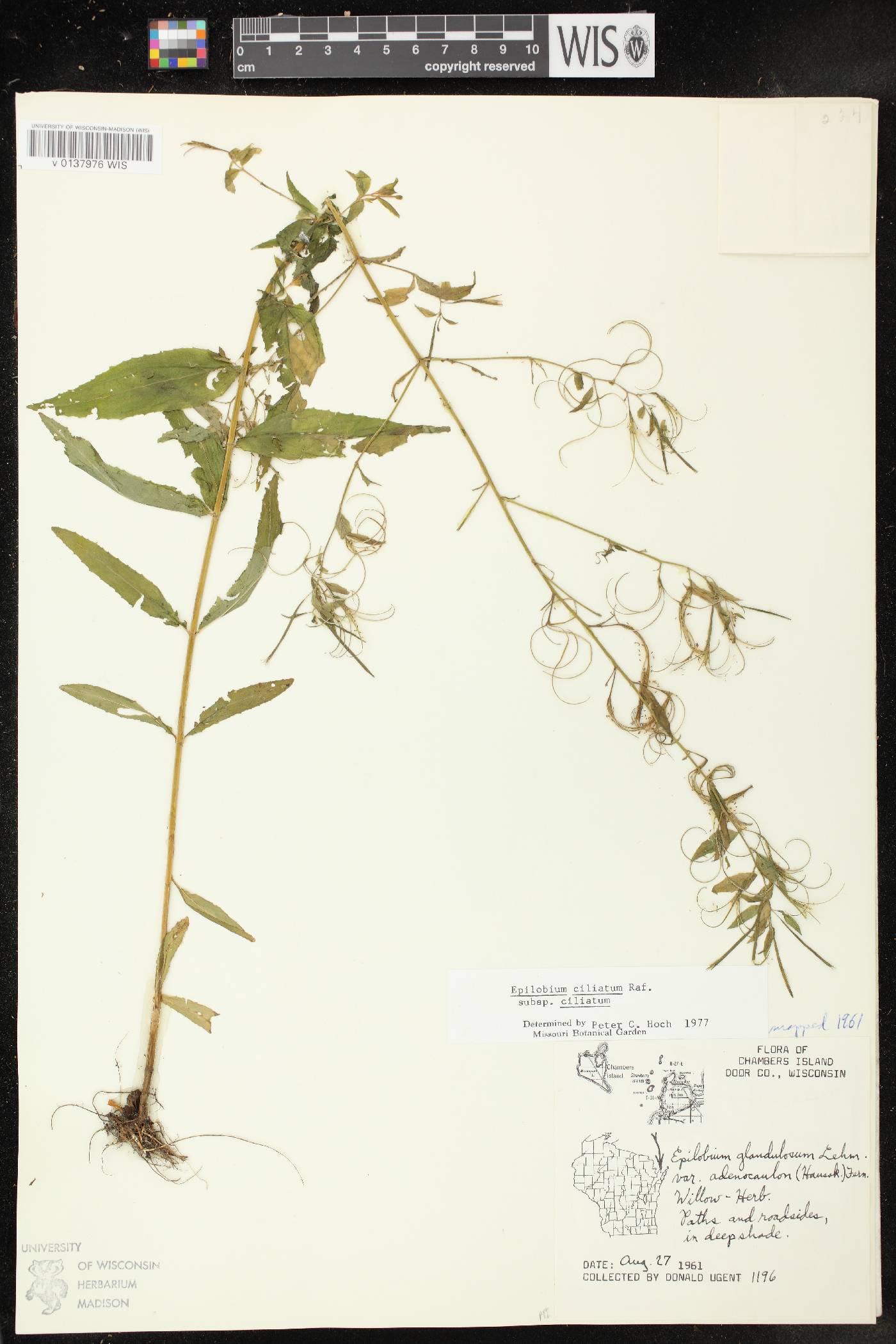 Epilobium ciliatum subsp. ciliatum image