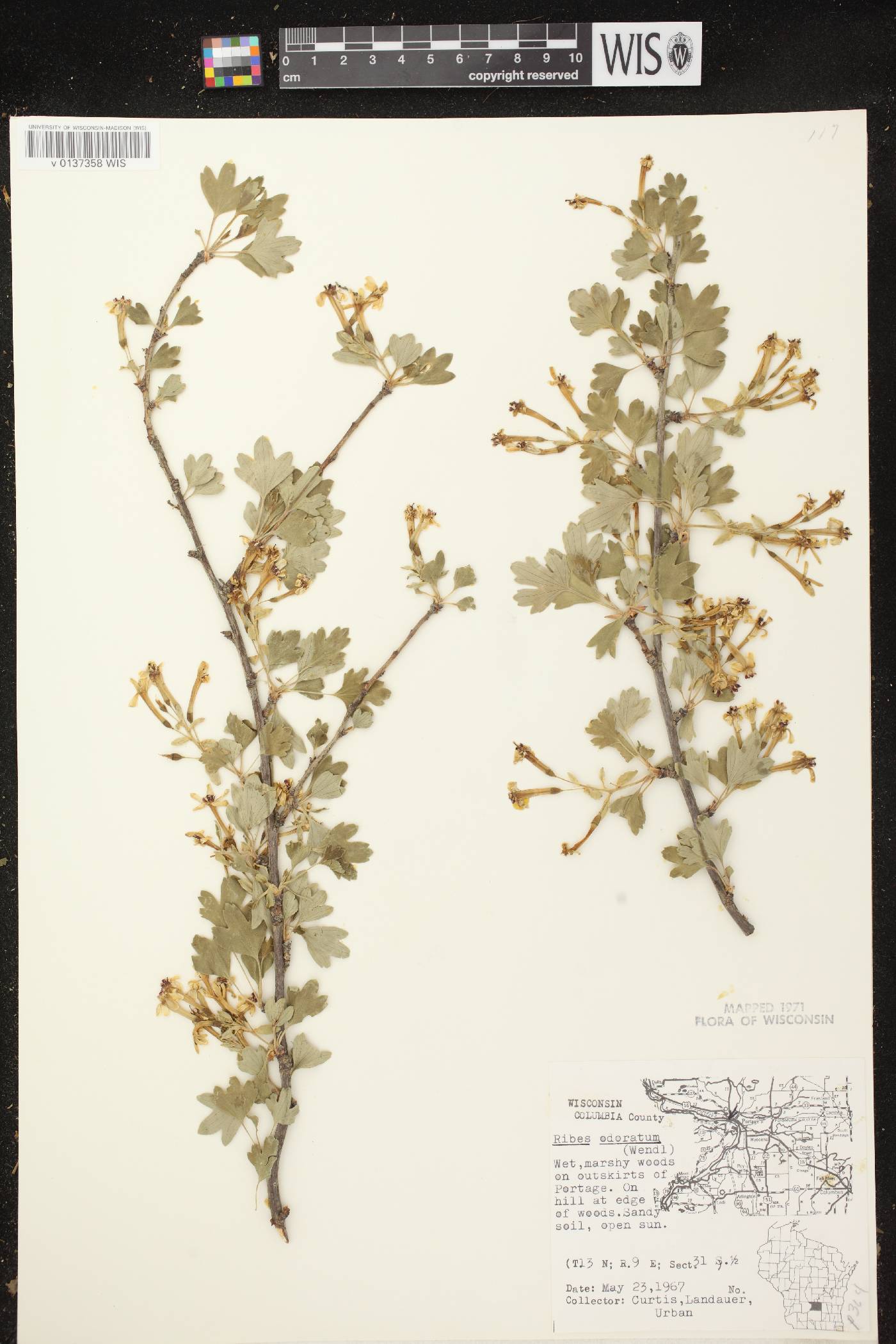 Ribes aureum var. villosum image