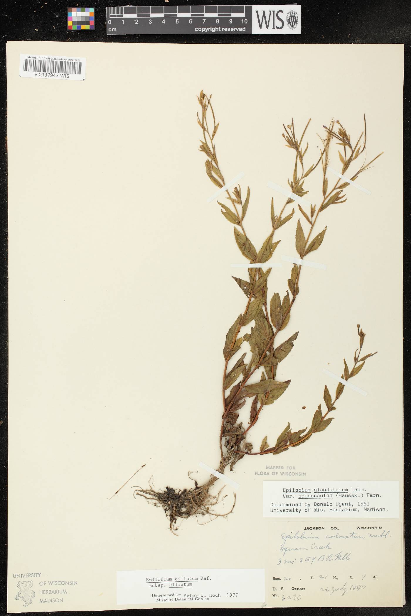 Epilobium ciliatum subsp. ciliatum image