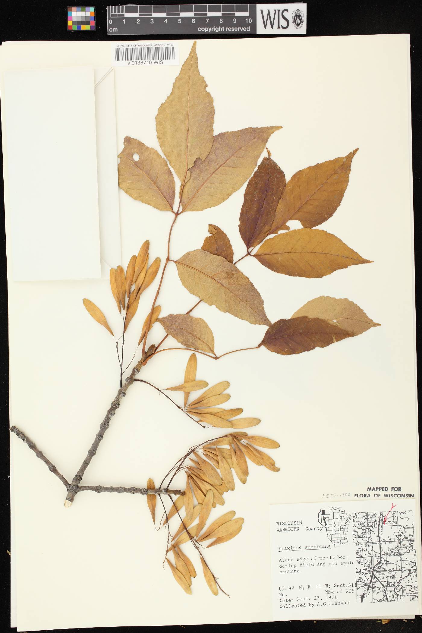 Fraxinus americana image
