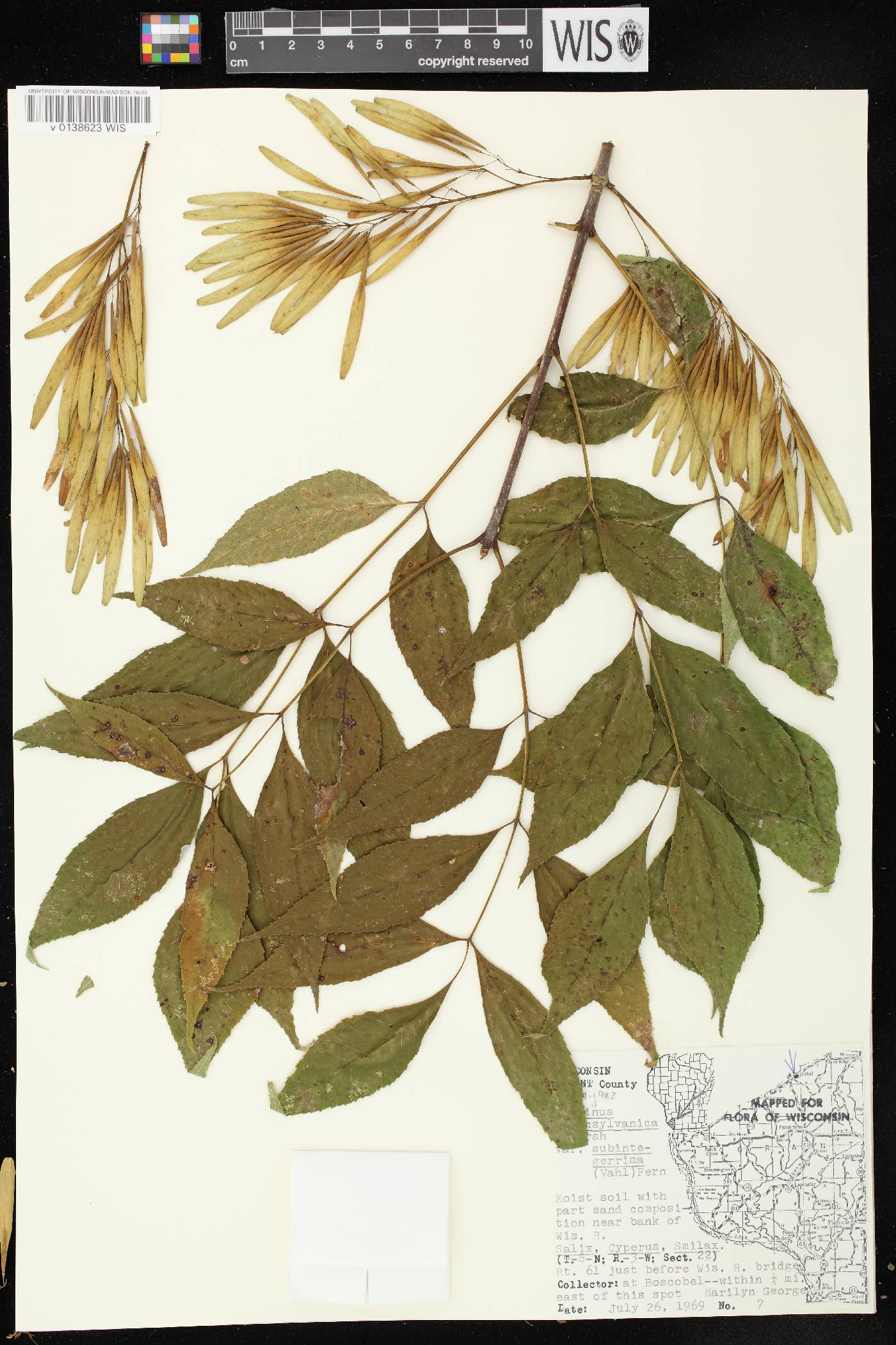 Fraxinus pennsylvanica image