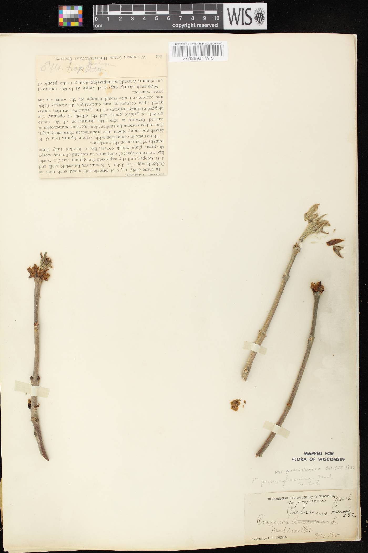 Fraxinus pennsylvanica image