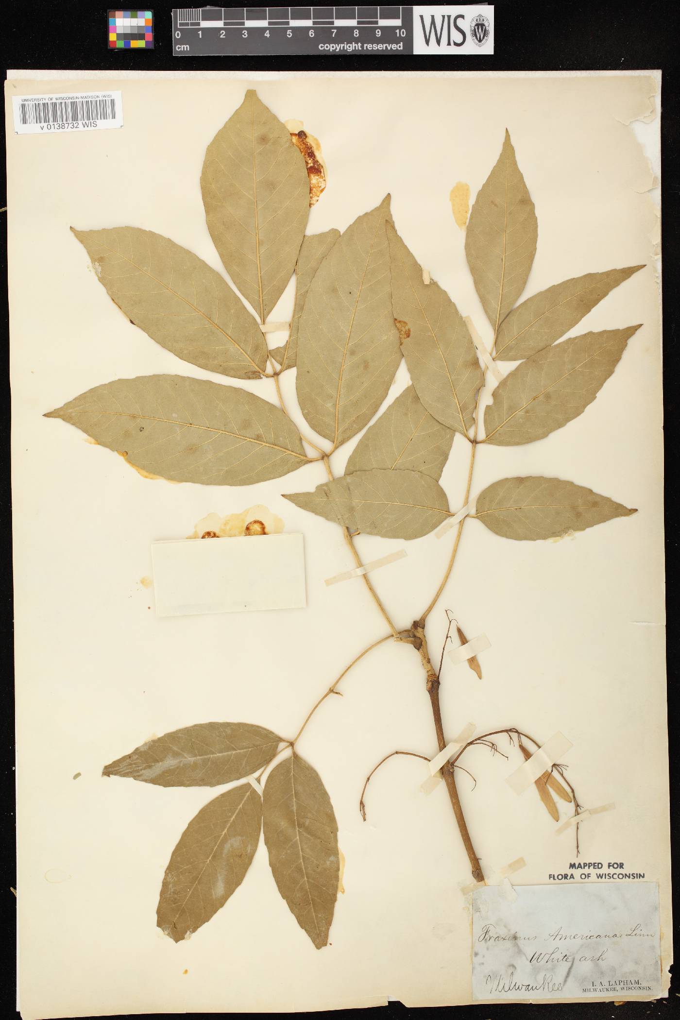 Fraxinus americana image