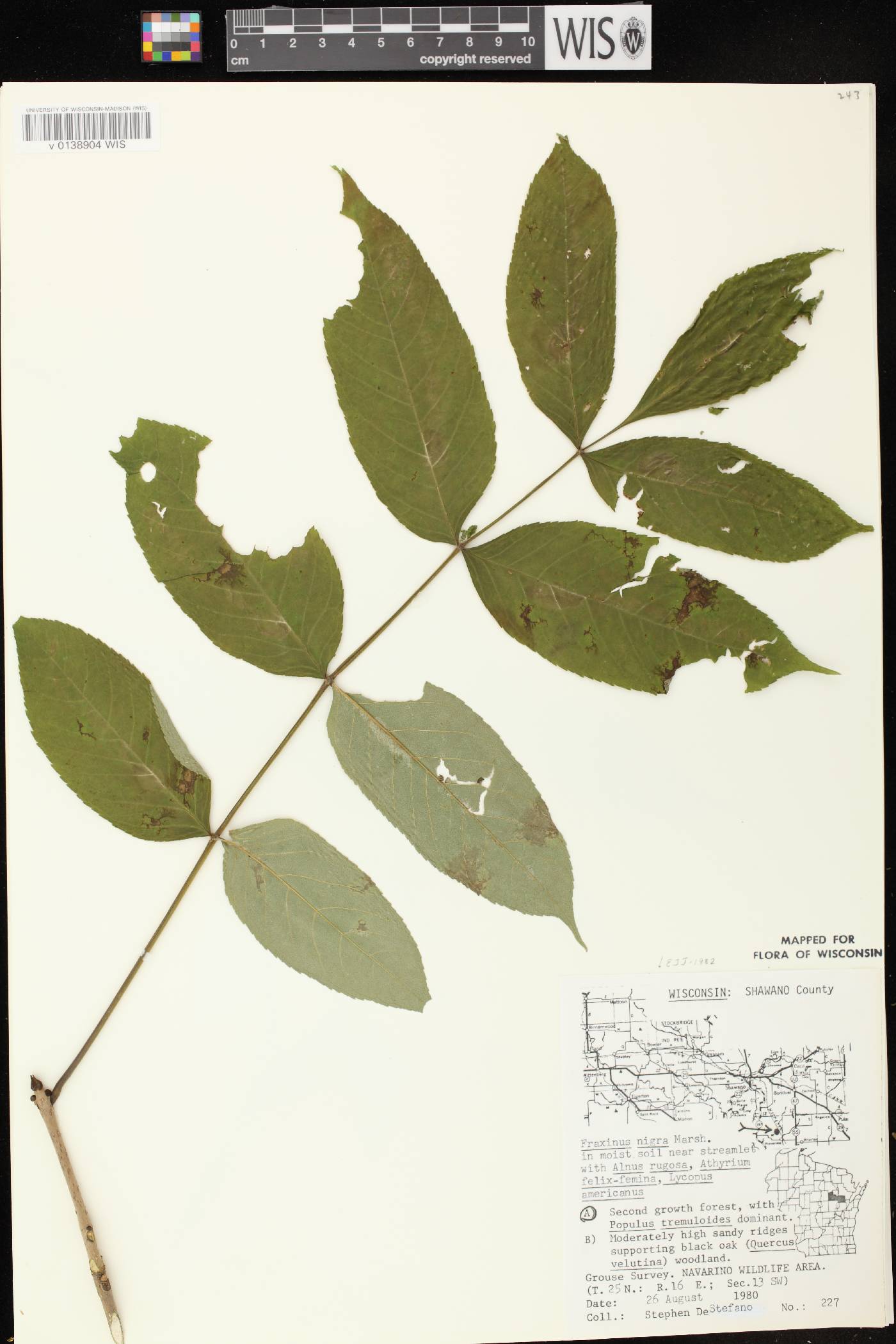Fraxinus nigra image