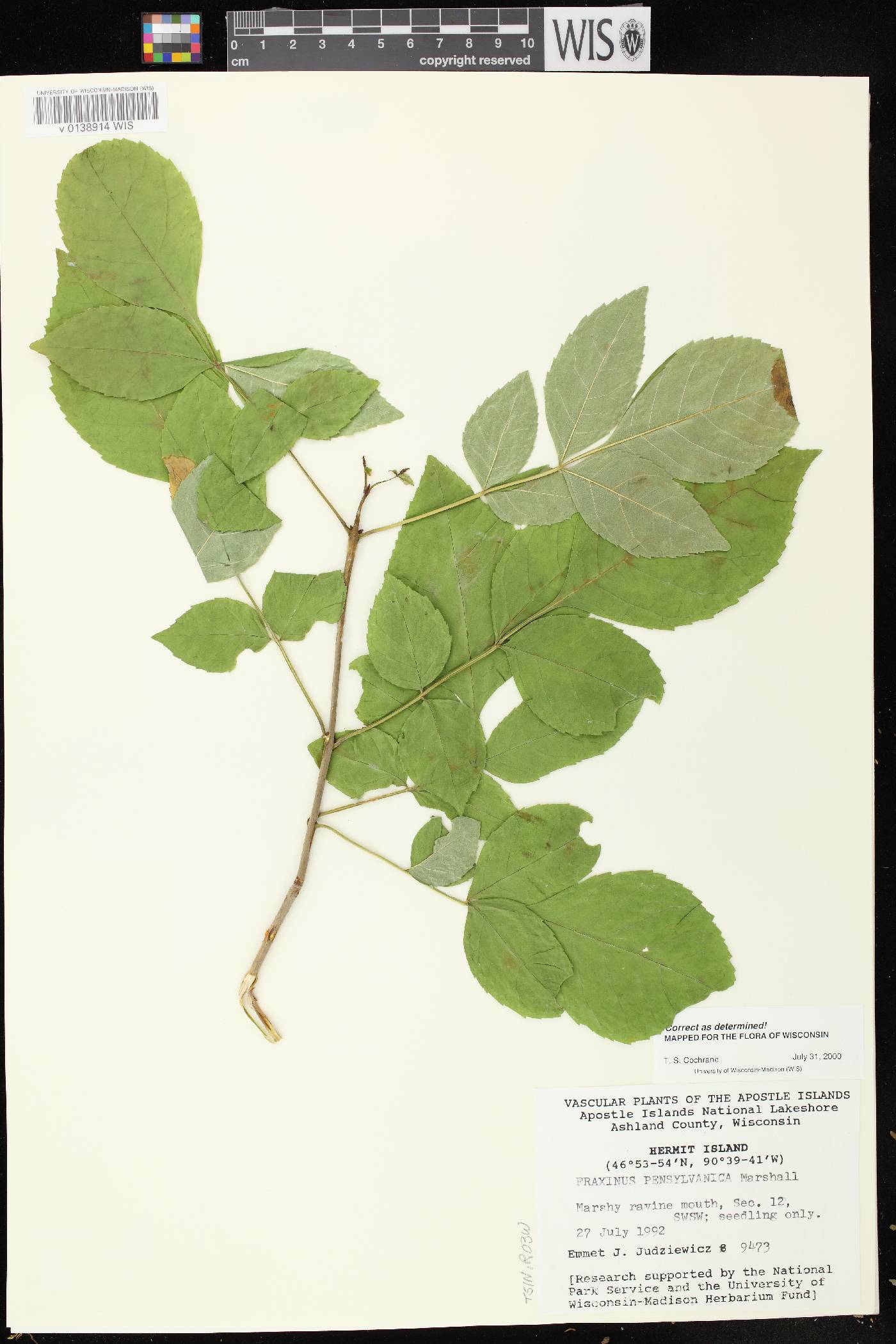 Fraxinus pennsylvanica image