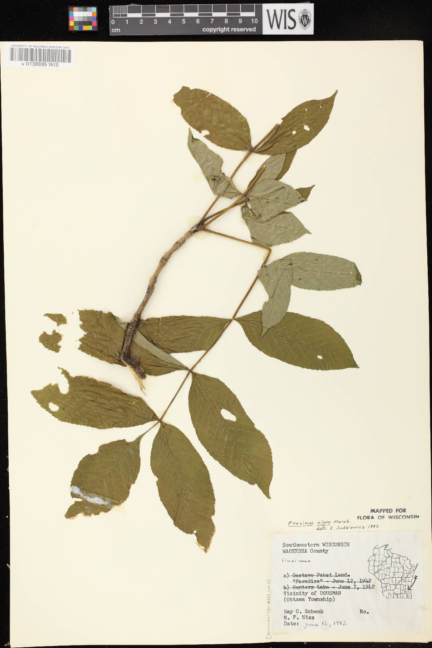 Fraxinus nigra image