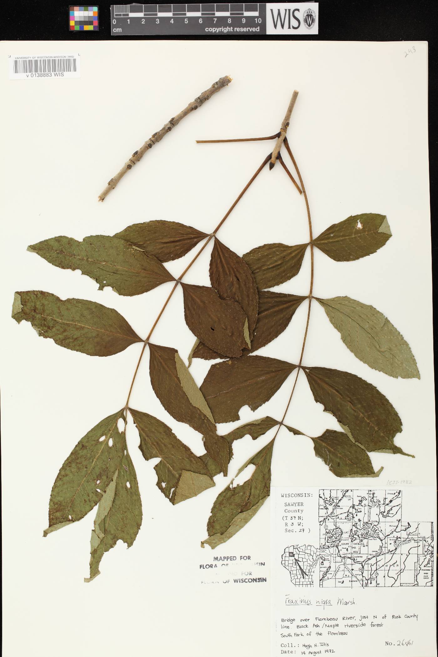Fraxinus nigra image