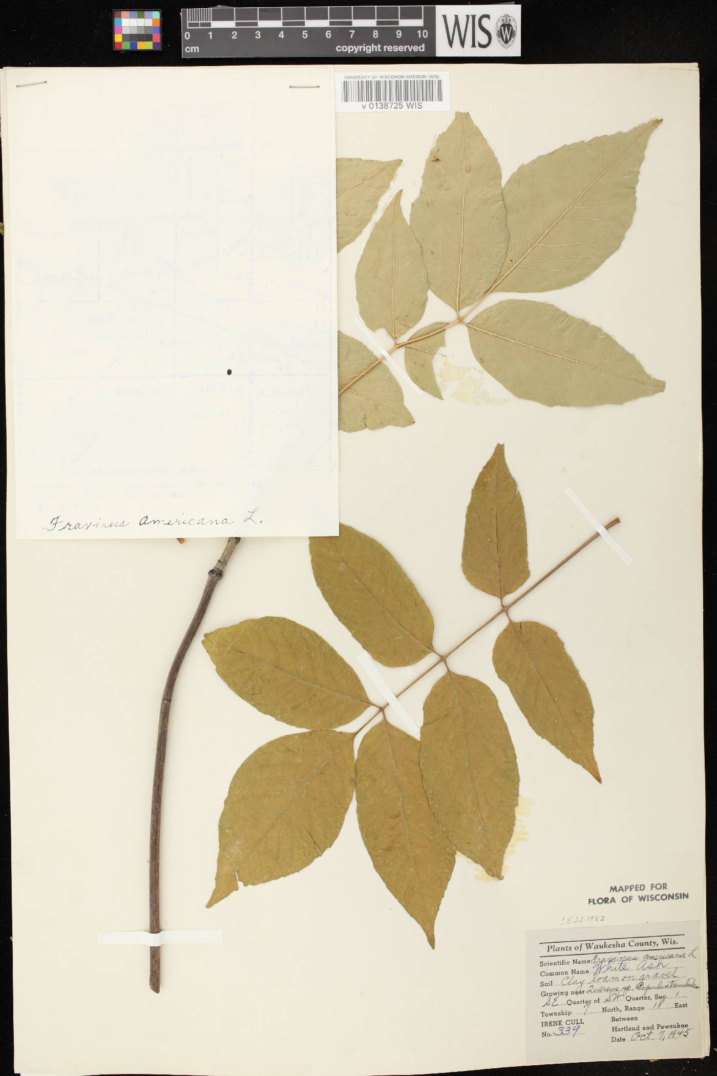 Fraxinus americana image