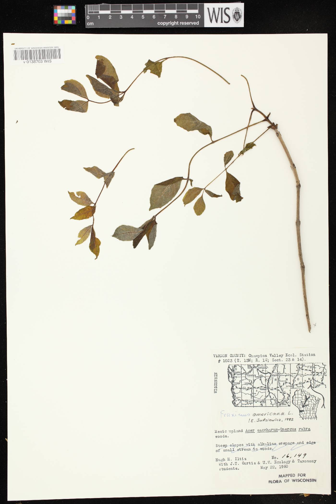 Fraxinus americana image