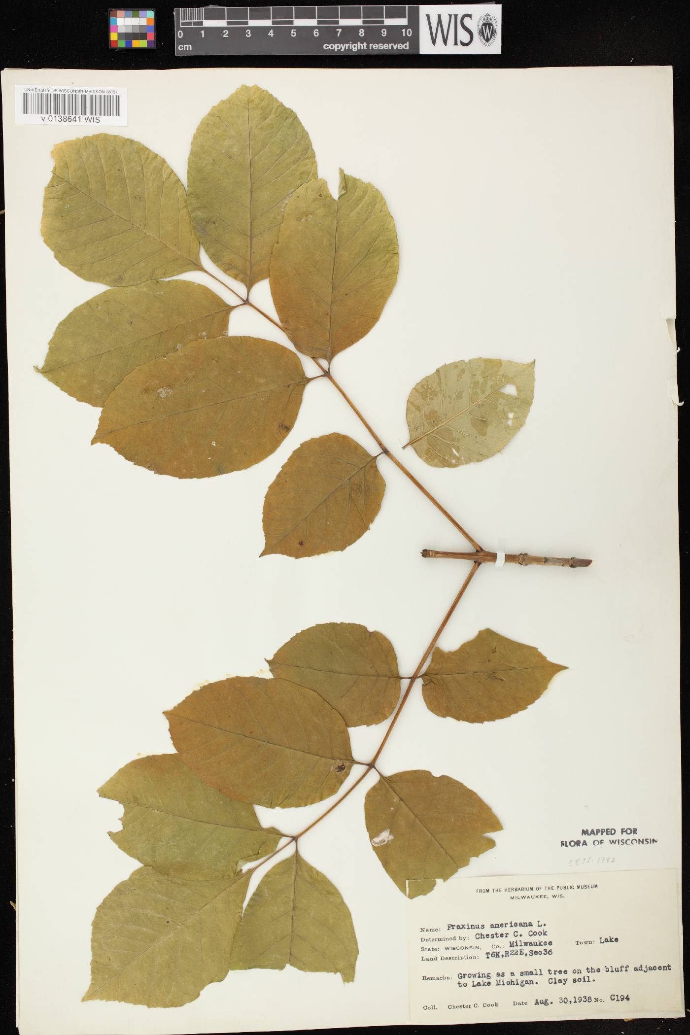 Fraxinus americana image