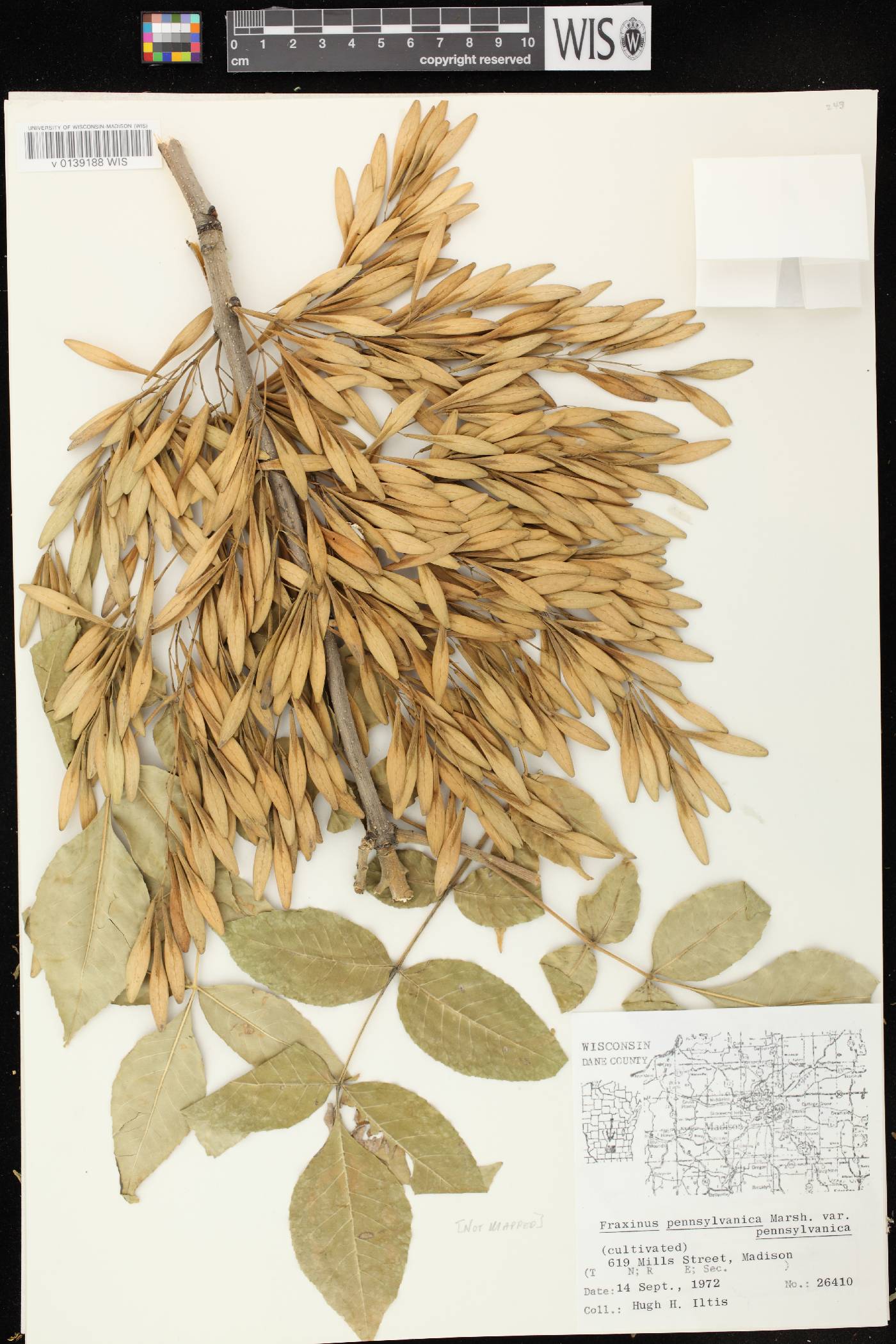 Fraxinus pennsylvanica image