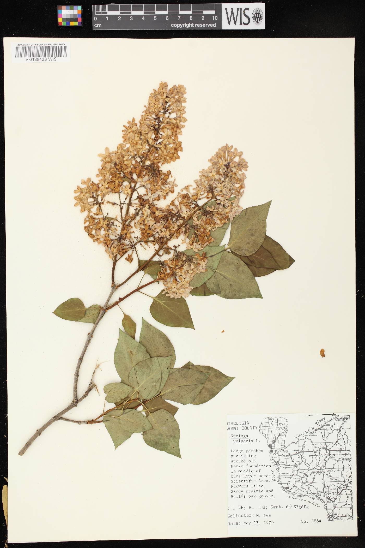 Syringa vulgaris image
