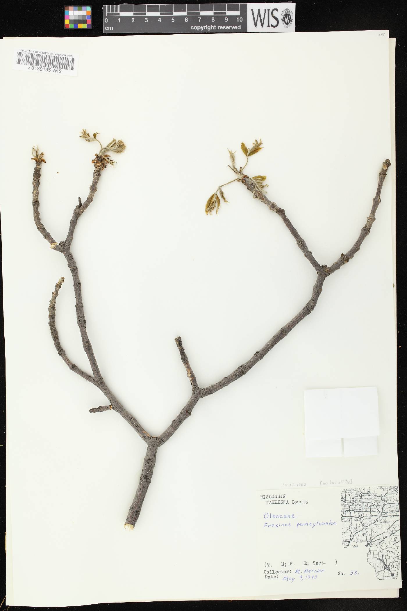 Fraxinus pennsylvanica image