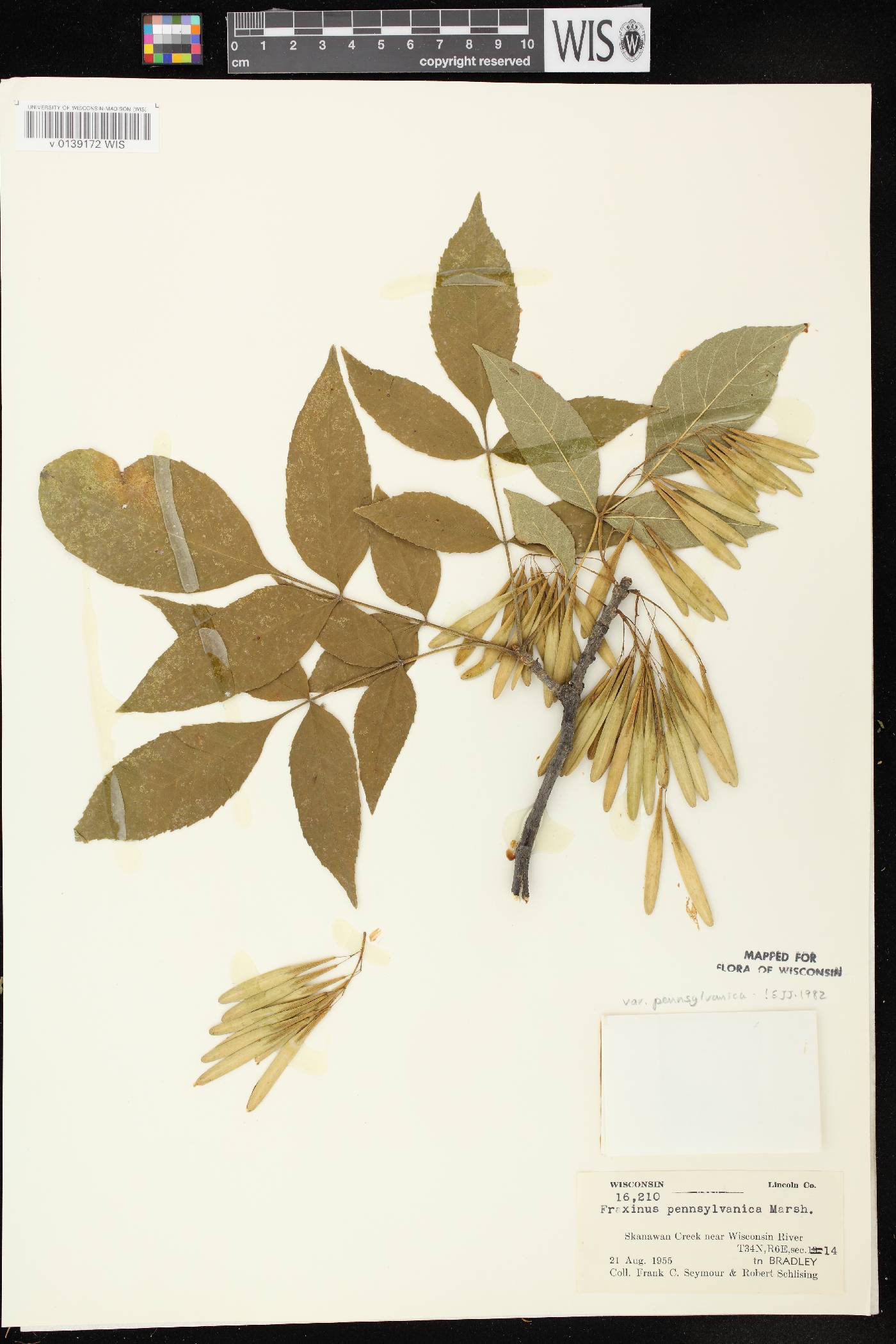 Fraxinus pennsylvanica image