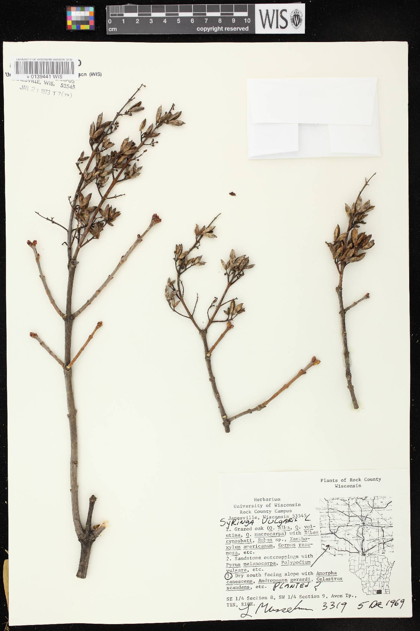 Syringa vulgaris image